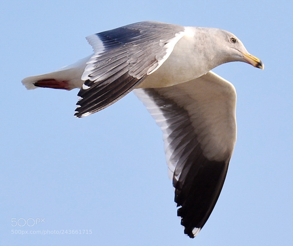 Nikon D7200 sample photo. Seagull flying in the photography
