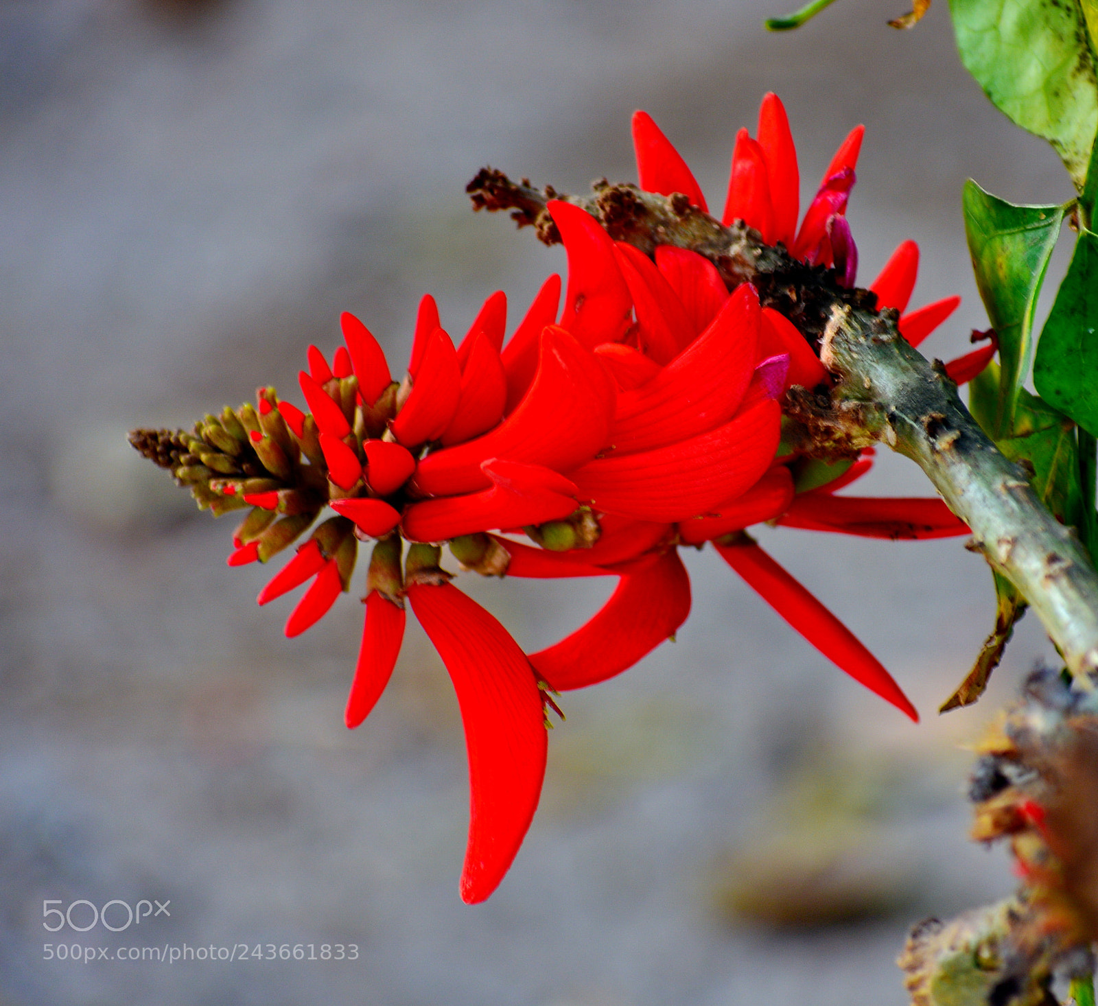 Nikon D7200 sample photo. Red pinecomb flower photography