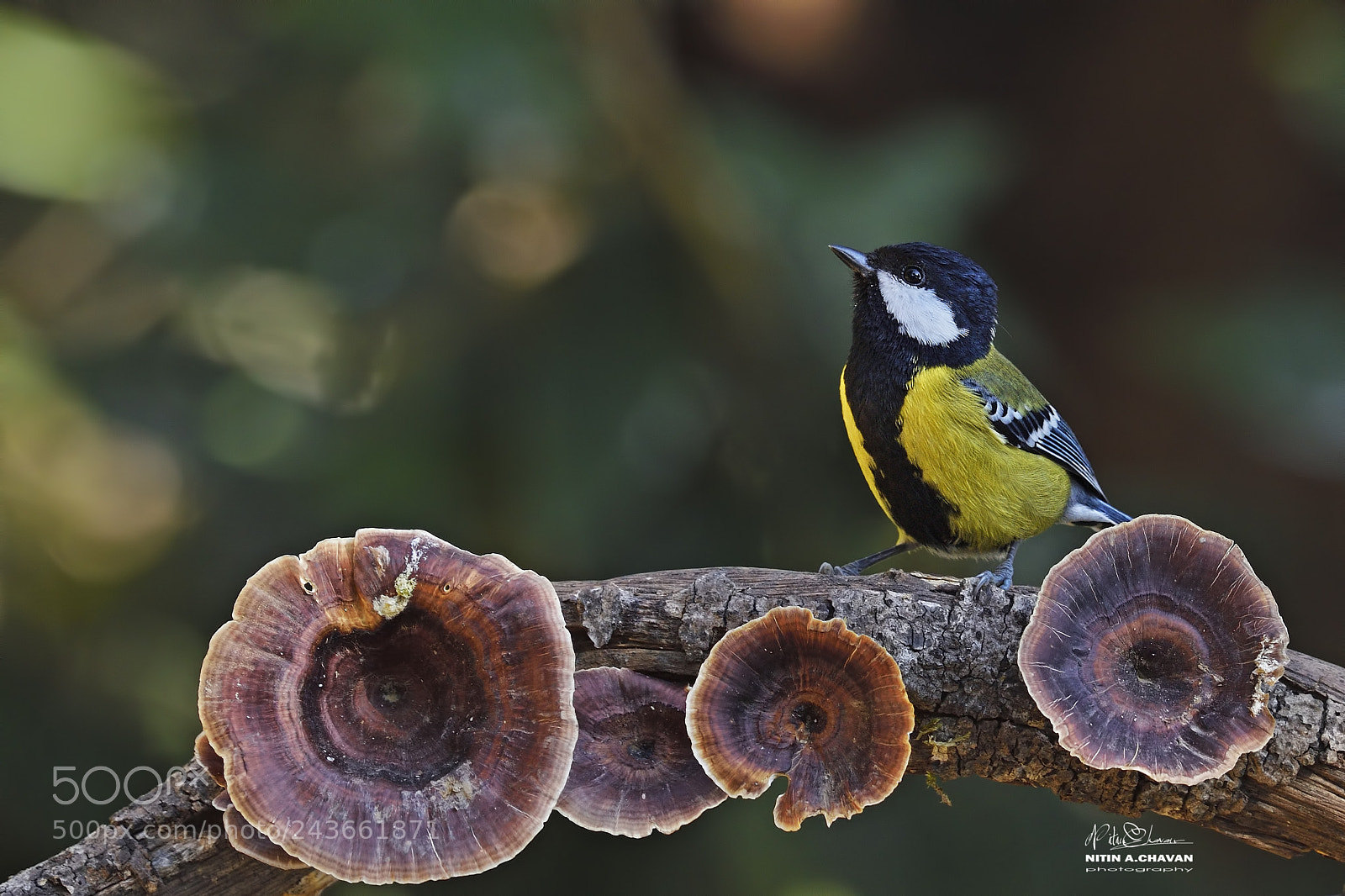 Nikon D810 sample photo. Green backed tit photography