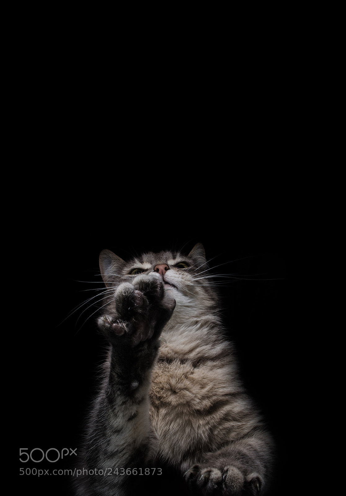 Nikon D5100 sample photo. Kitten photography