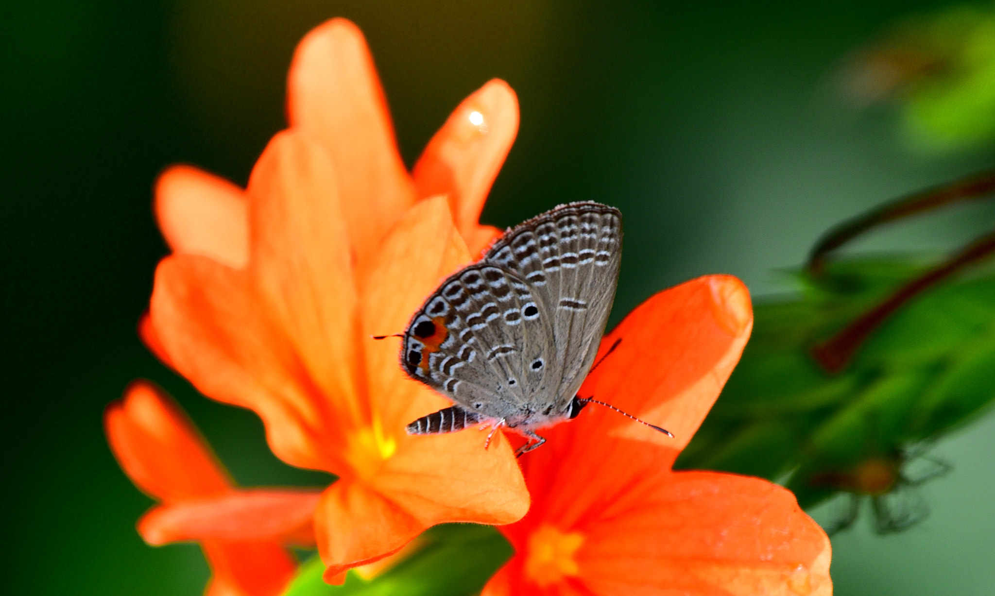 Nikon Nikkor AF-S 300mm F4E PF ED VR sample photo. Butterfly on orange flowers photography