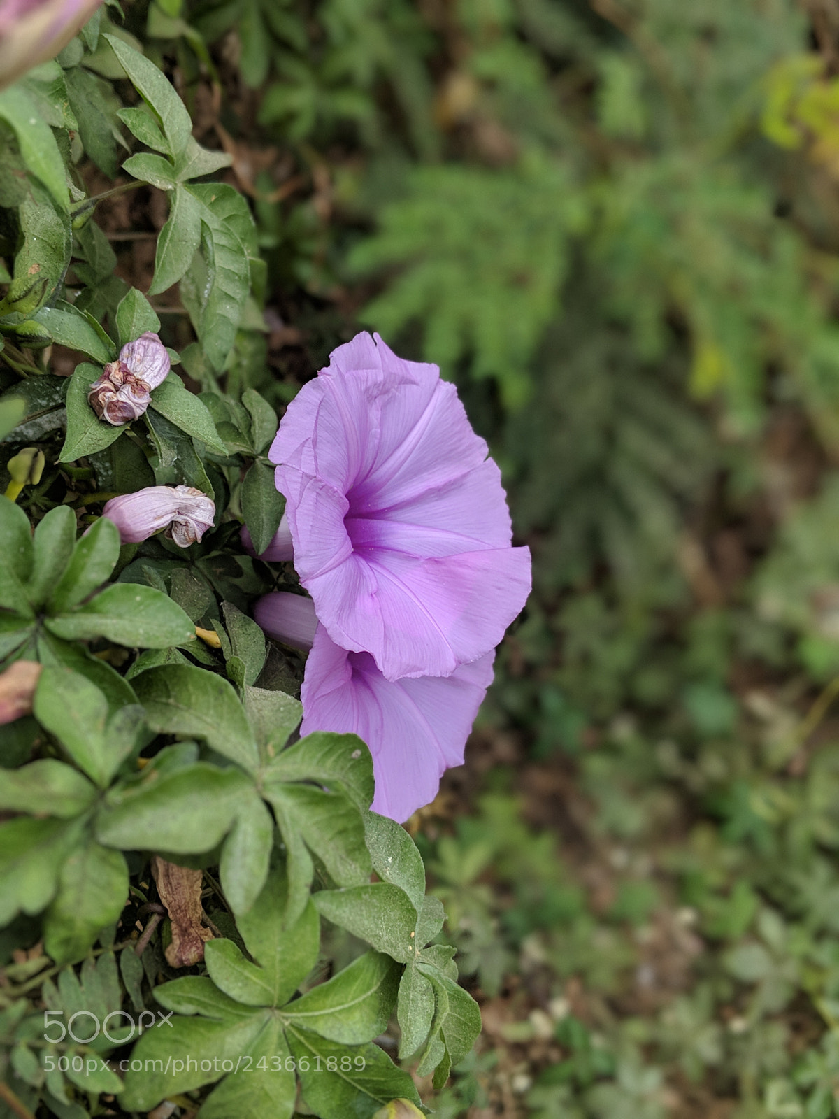 Google Pixel 2 sample photo. Bright photography