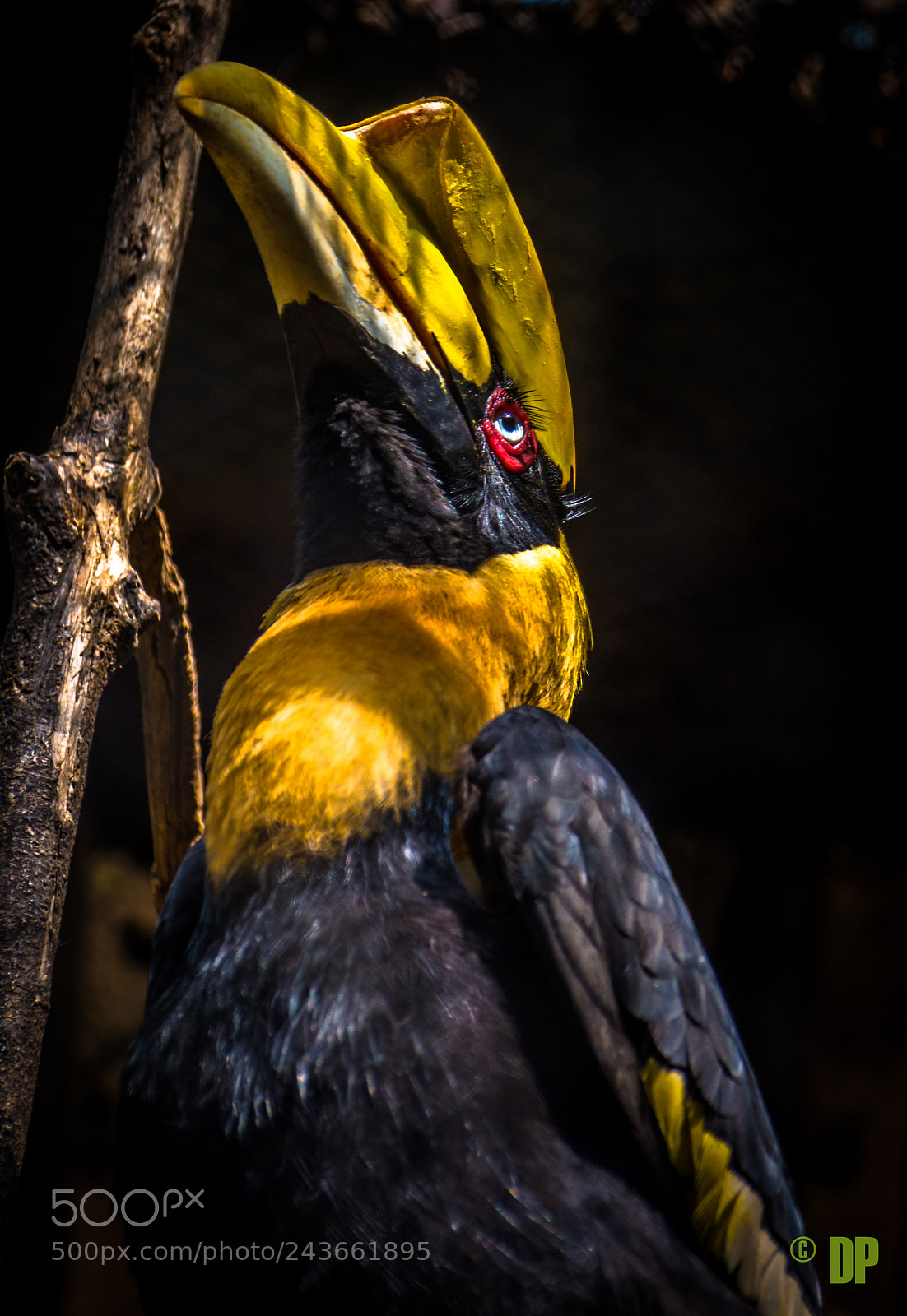 Nikon D7200 sample photo. Great hornbill !!! photography