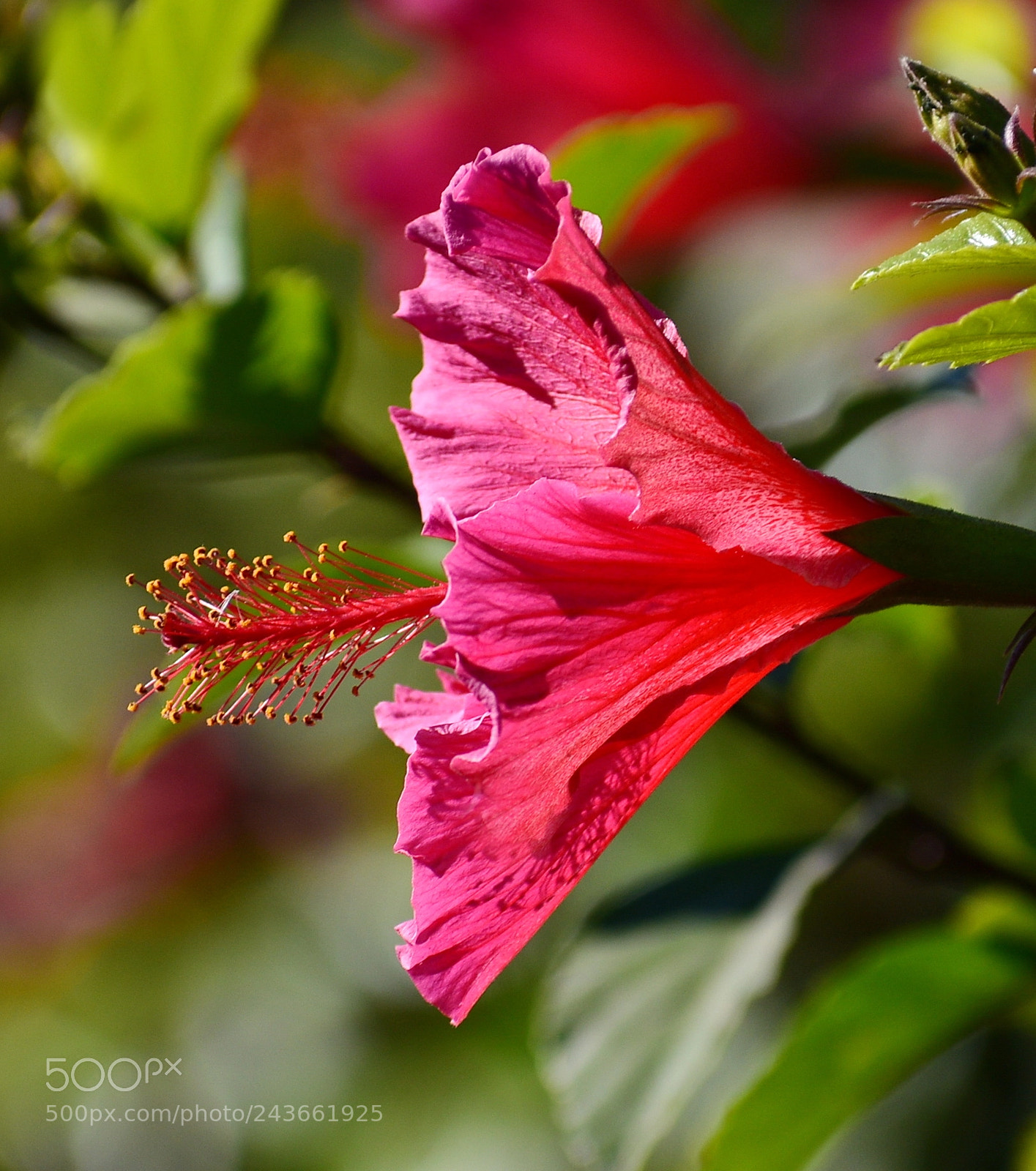 Nikon D7200 sample photo. Red hibiscus flower photography