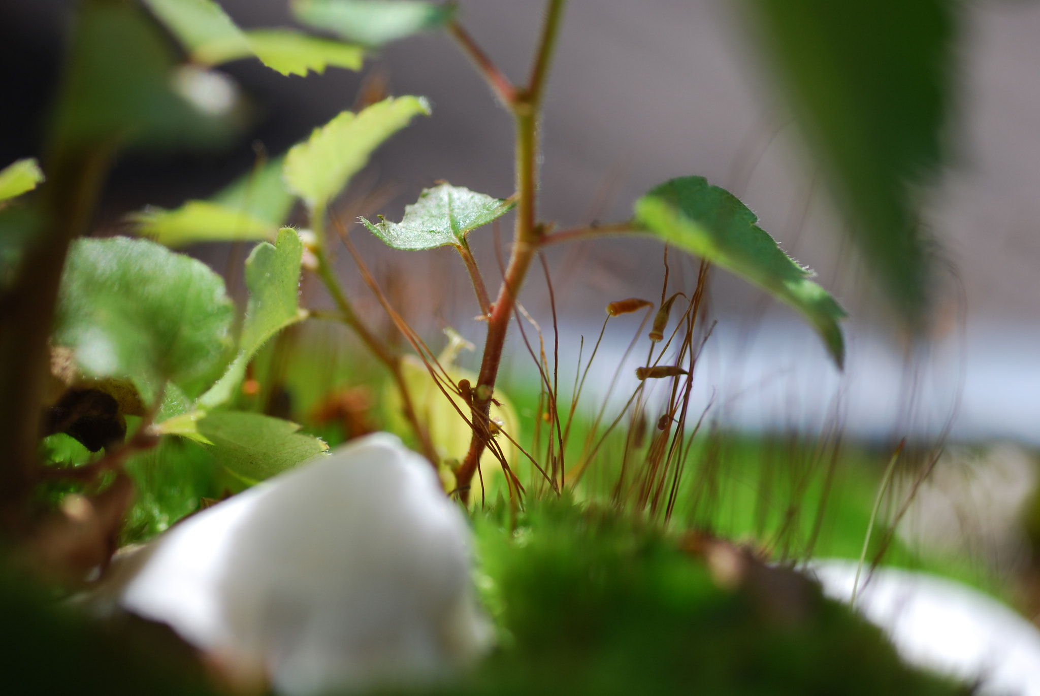 Nikon D40X sample photo. Miniature photography