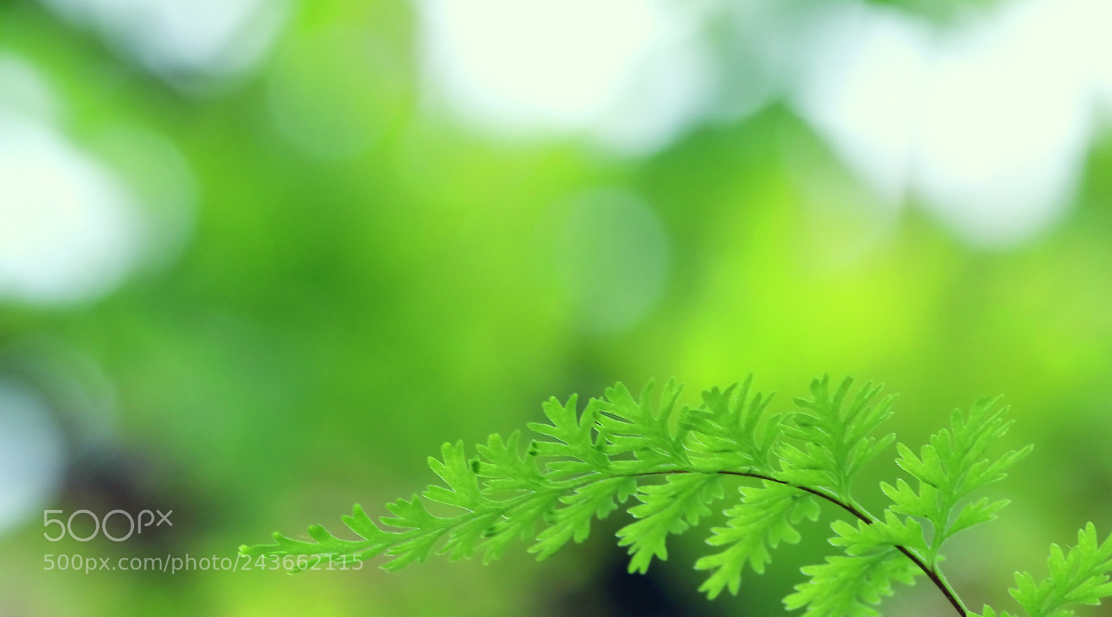 Canon EOS 100D (EOS Rebel SL1 / EOS Kiss X7) sample photo. Green photography