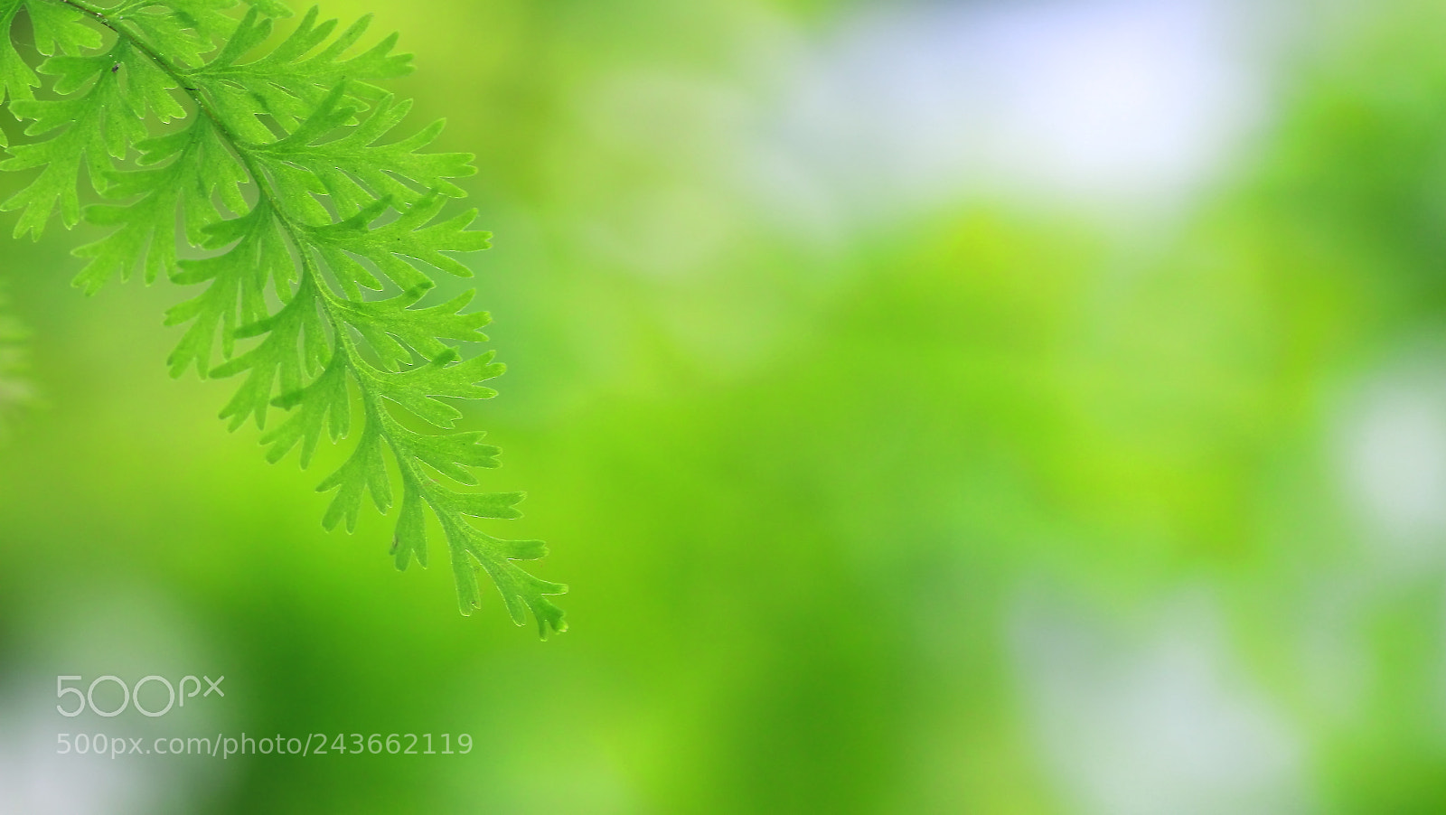 Canon EOS 100D (EOS Rebel SL1 / EOS Kiss X7) sample photo. Fresh fern photography