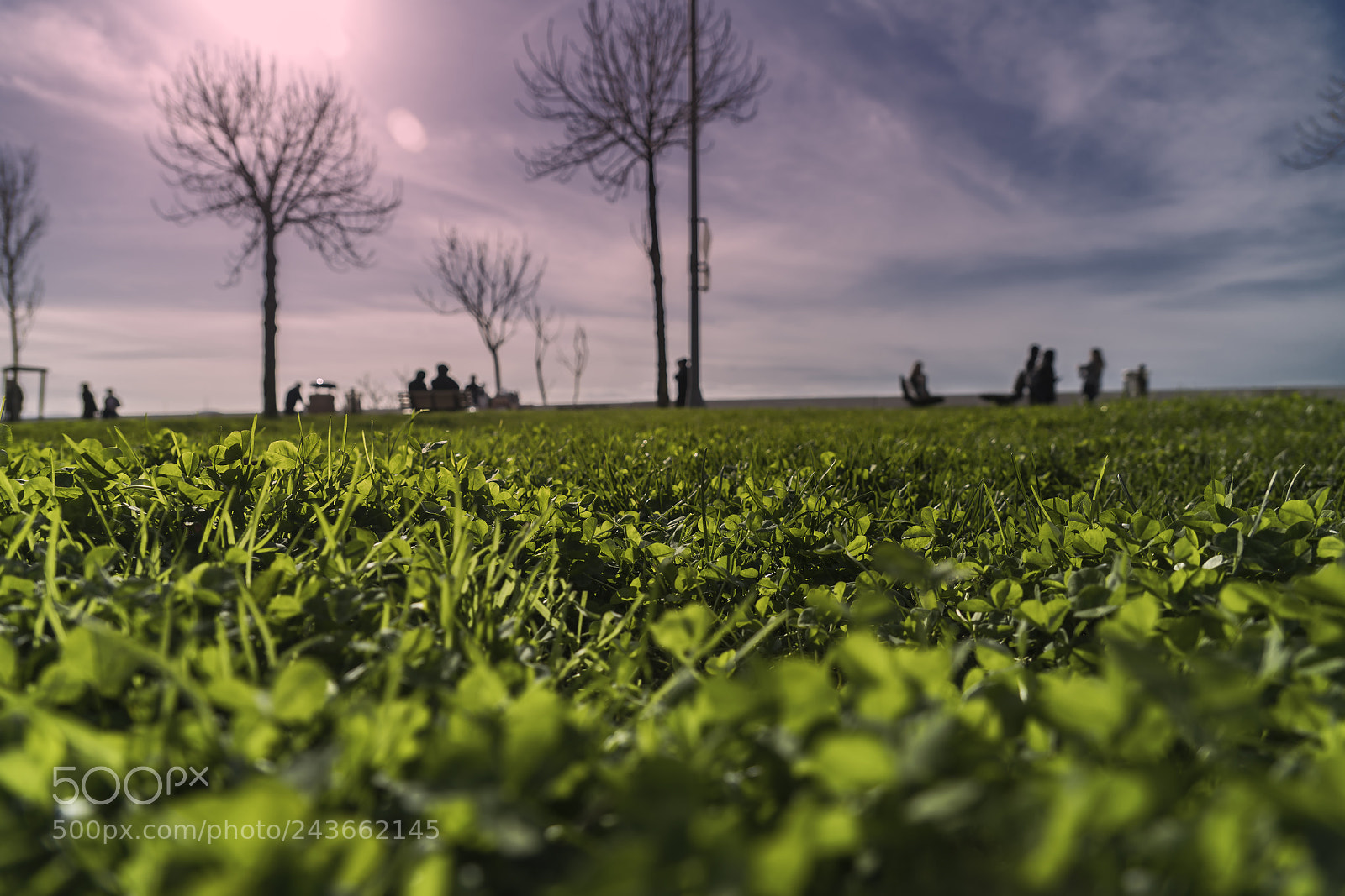 Sony a7R II sample photo. Green grass photography