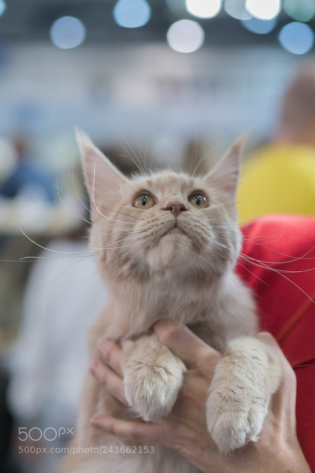 Sony a7R II sample photo. Chocolate-colored cat with a photography