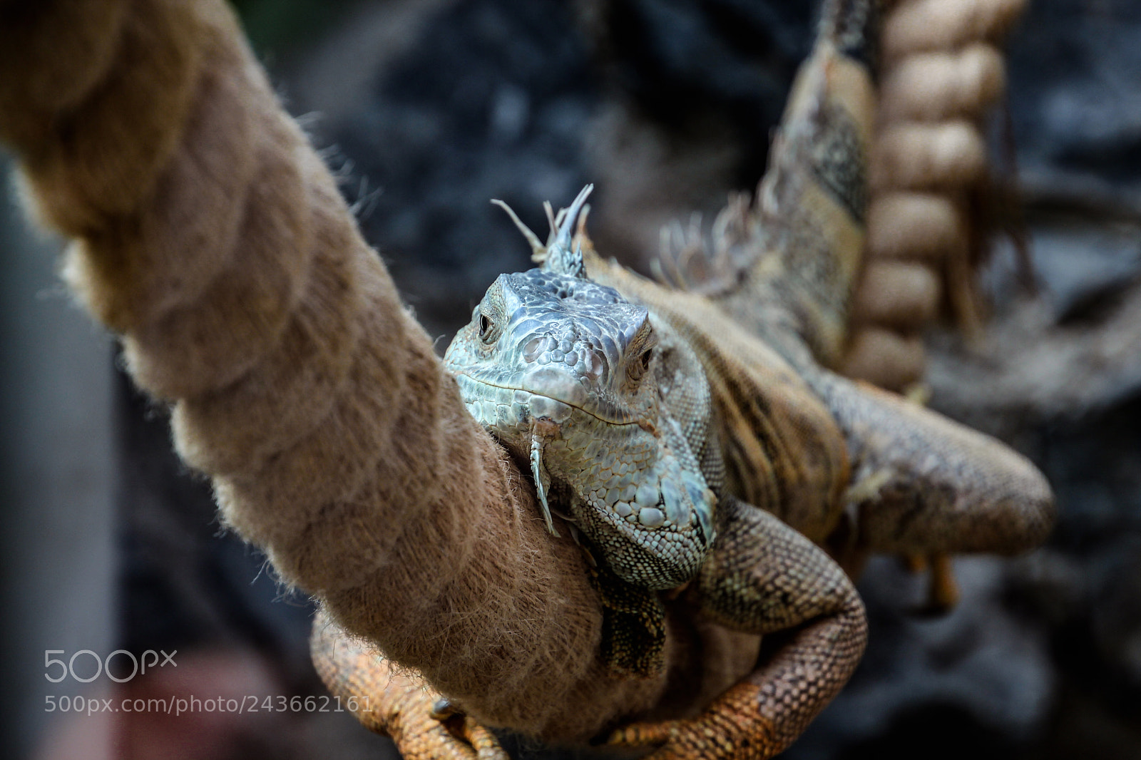 Canon EOS 600D (Rebel EOS T3i / EOS Kiss X5) sample photo. Lizards on rope photography