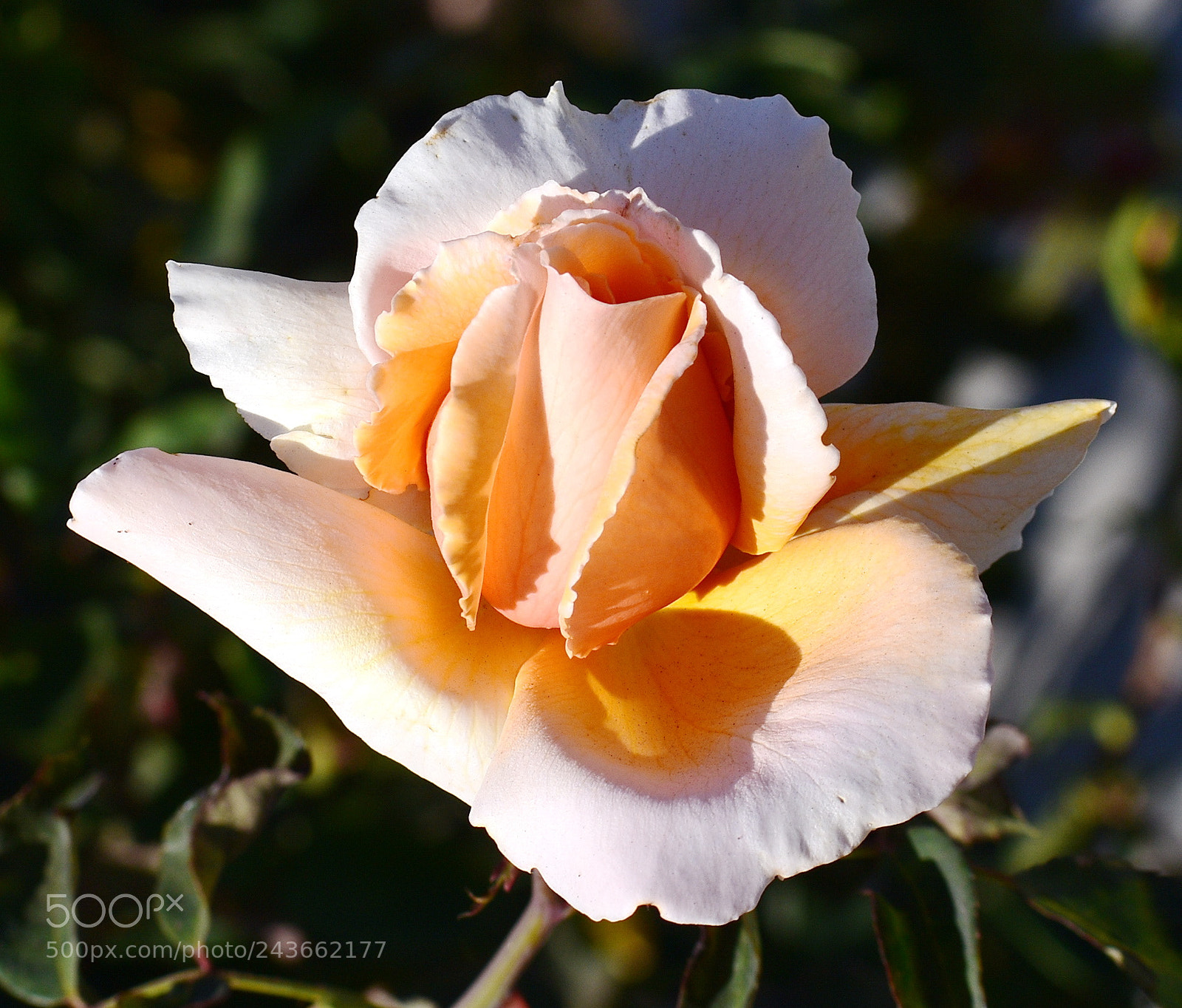 Nikon D7200 sample photo. Pink rose photography
