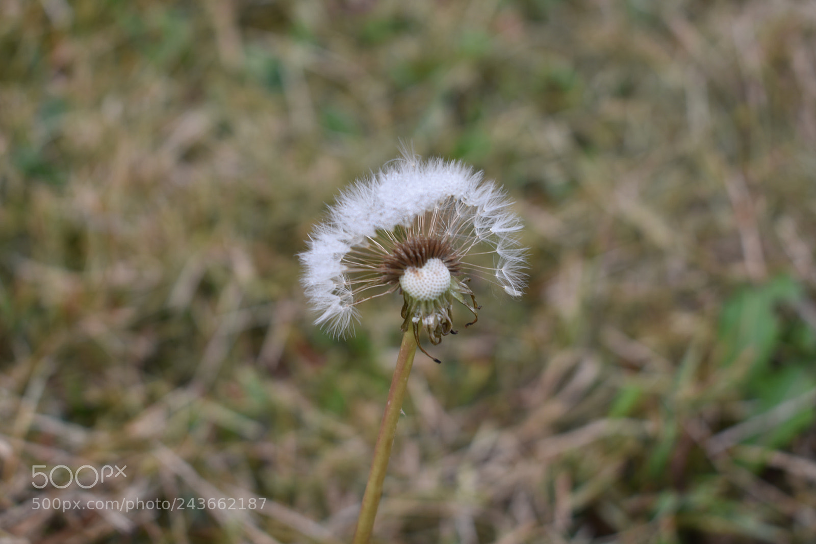 Nikon D3400 sample photo. Dandilion photography