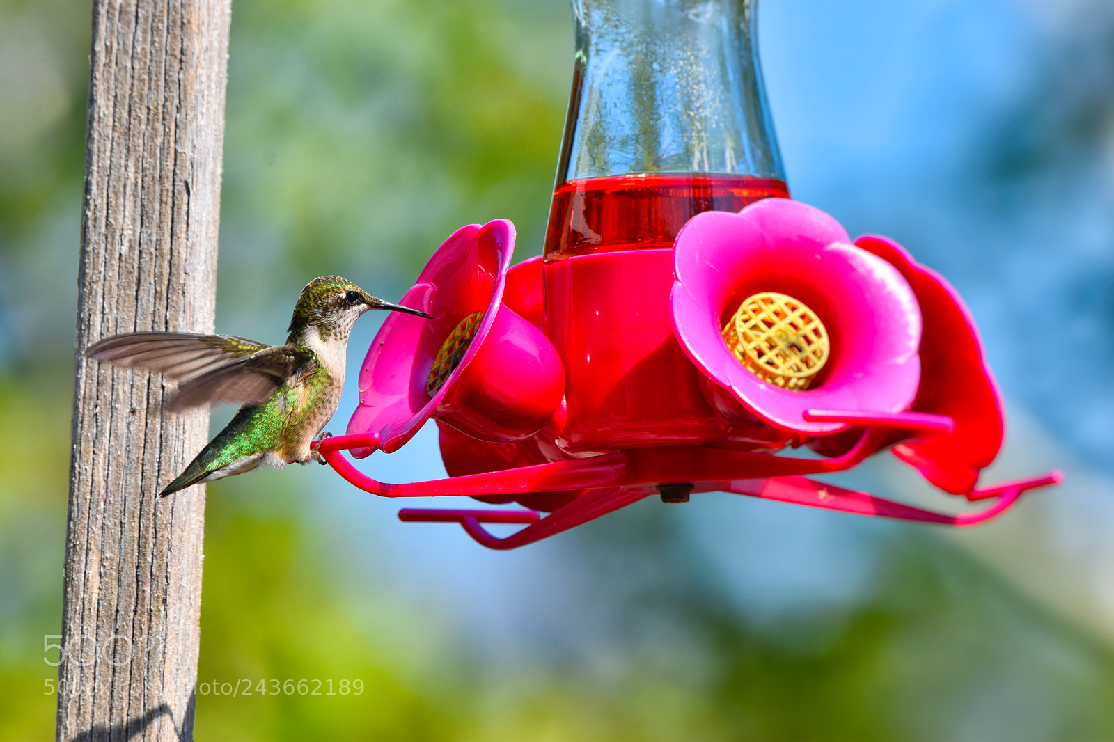 Nikon D5500 sample photo. Sweet photography