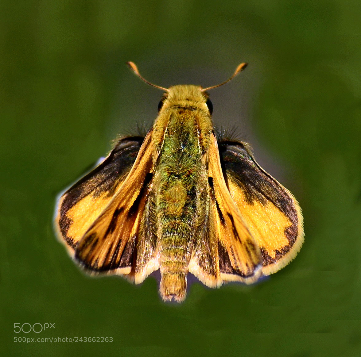 Nikon D7200 sample photo. Butterfly photography