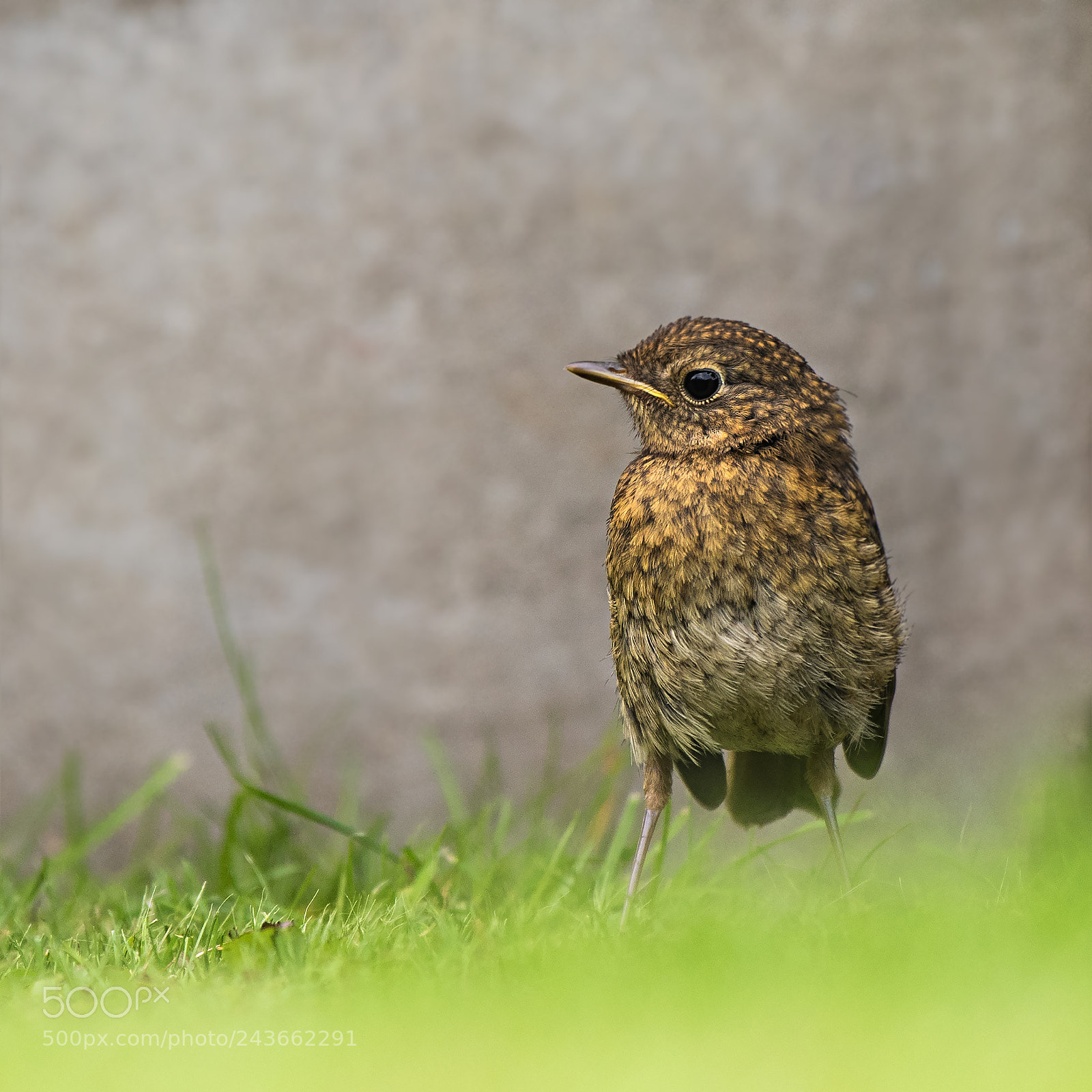 Nikon D500 sample photo. Young robin photography