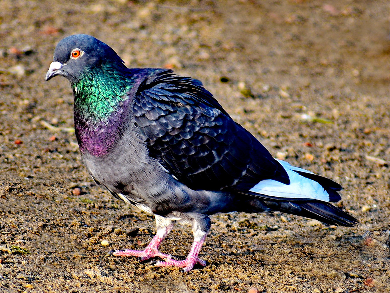 Nikon D7200 sample photo. Pigeon walking on the photography