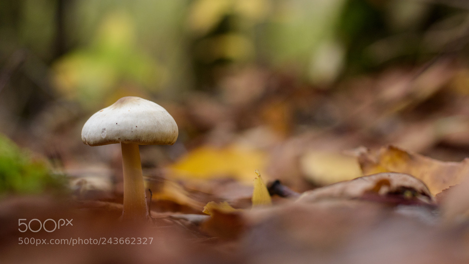 Nikon D5500 sample photo. It's a kind off photography
