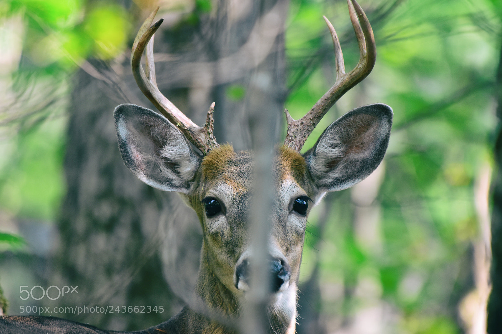 Nikon D5500 sample photo. Staredown photography