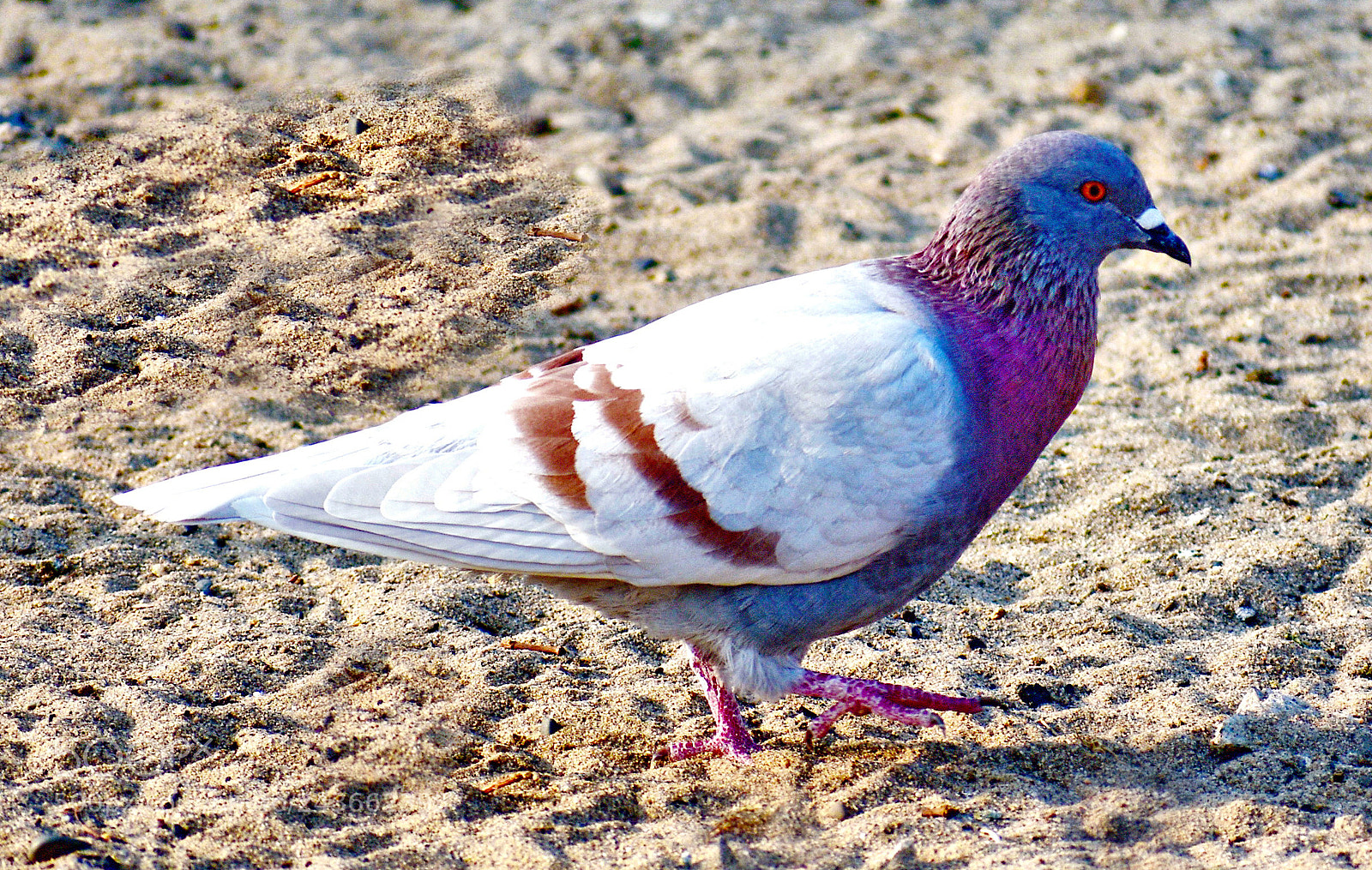 Nikon D7200 sample photo. Pigeon walking on the photography
