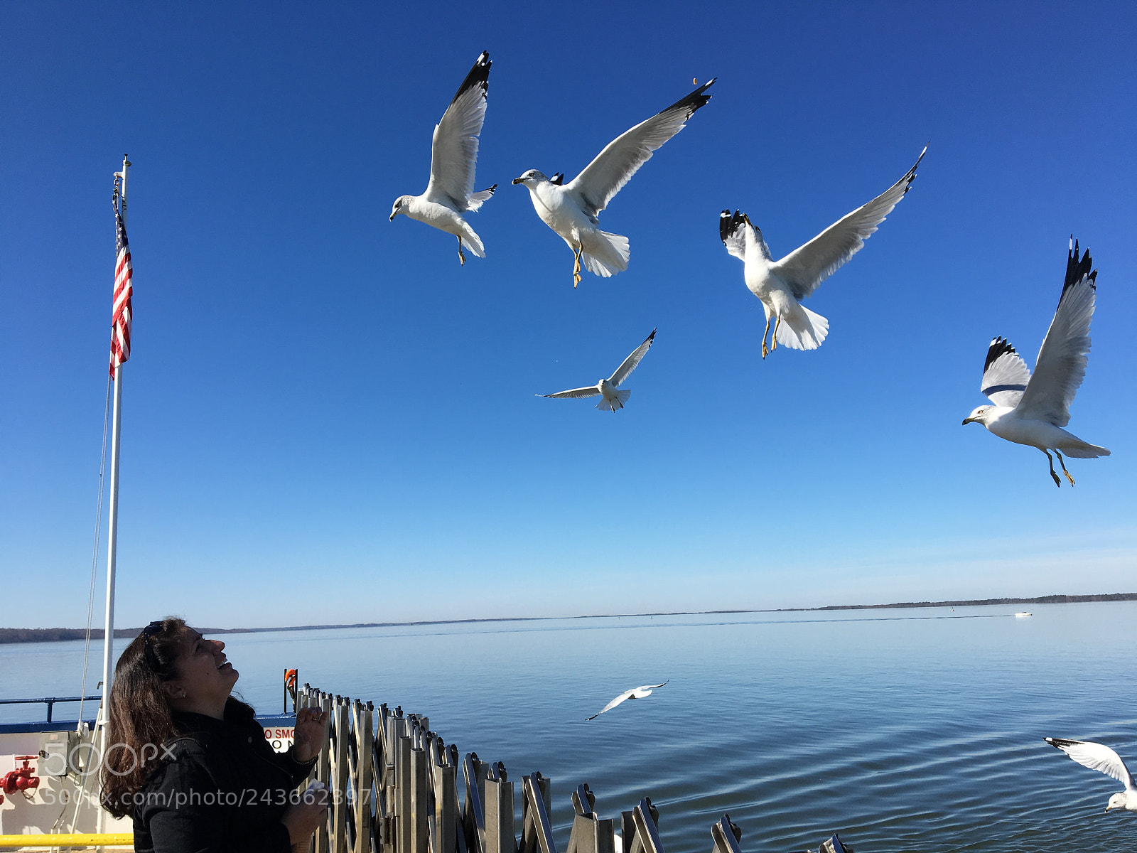 Apple iPhone 6s sample photo. Ferry birds photography
