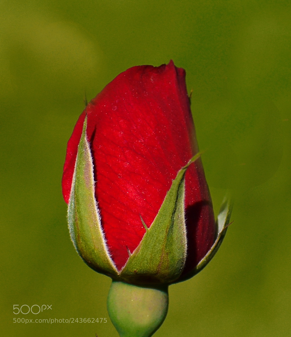 Nikon D7200 sample photo. Blooming red rose photography