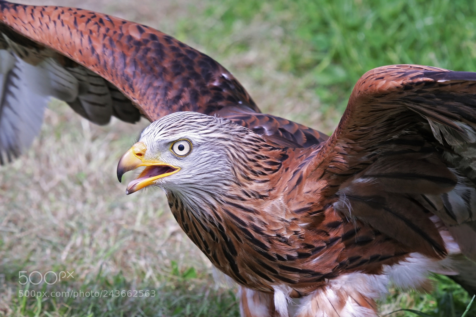 Canon EOS 40D sample photo. Afblijven photography