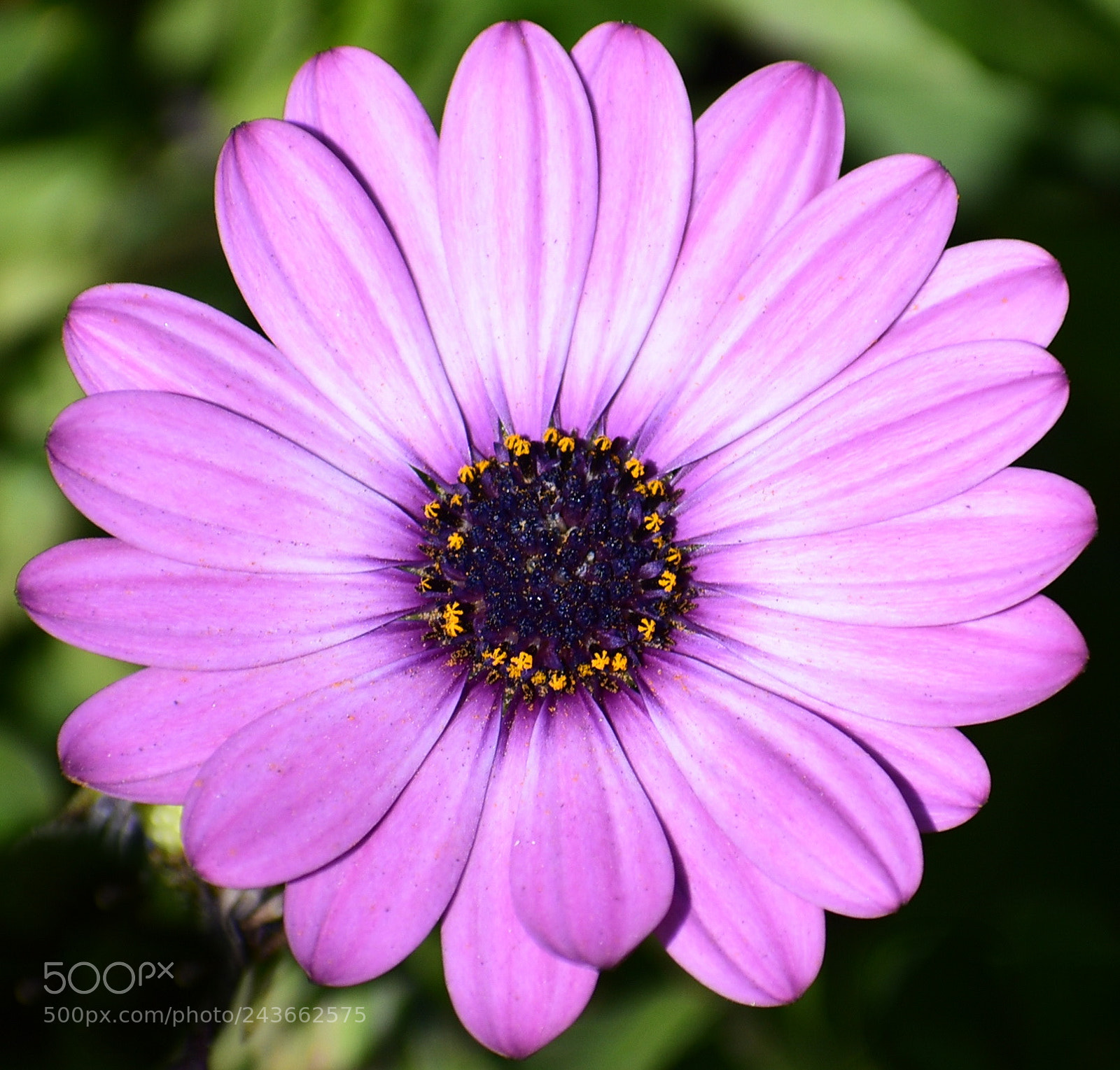 Nikon D7200 sample photo. Purple daisy flower photography