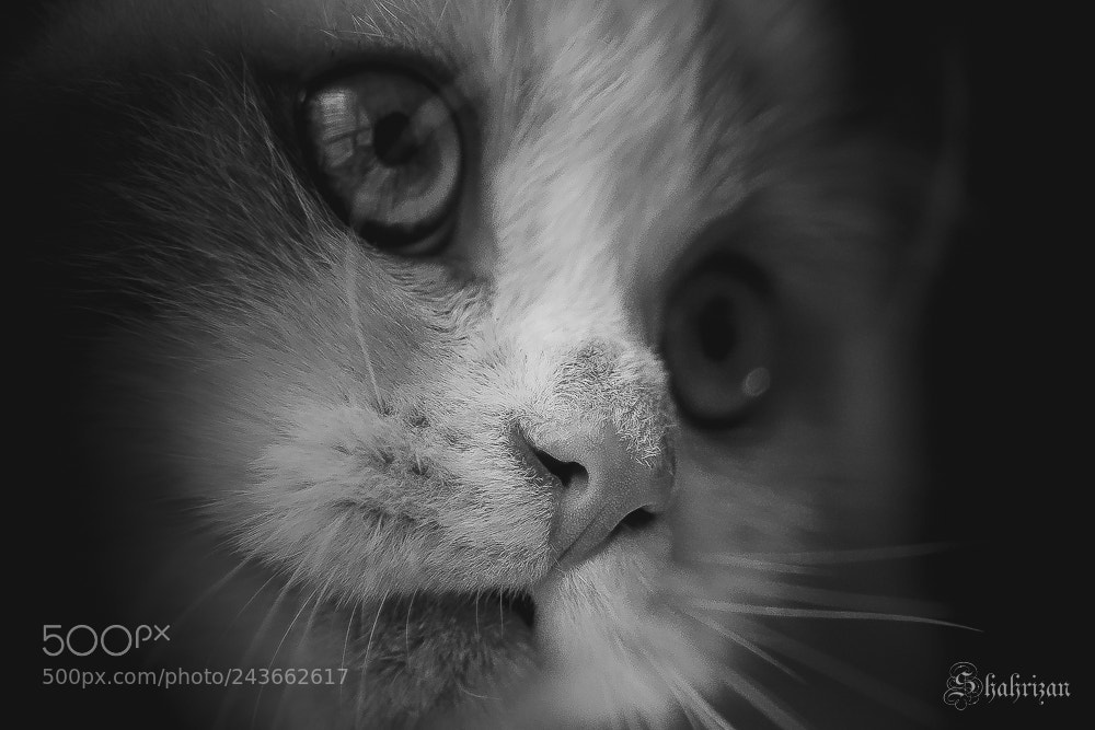 Nikon D500 sample photo. My lovely ragdoll photography