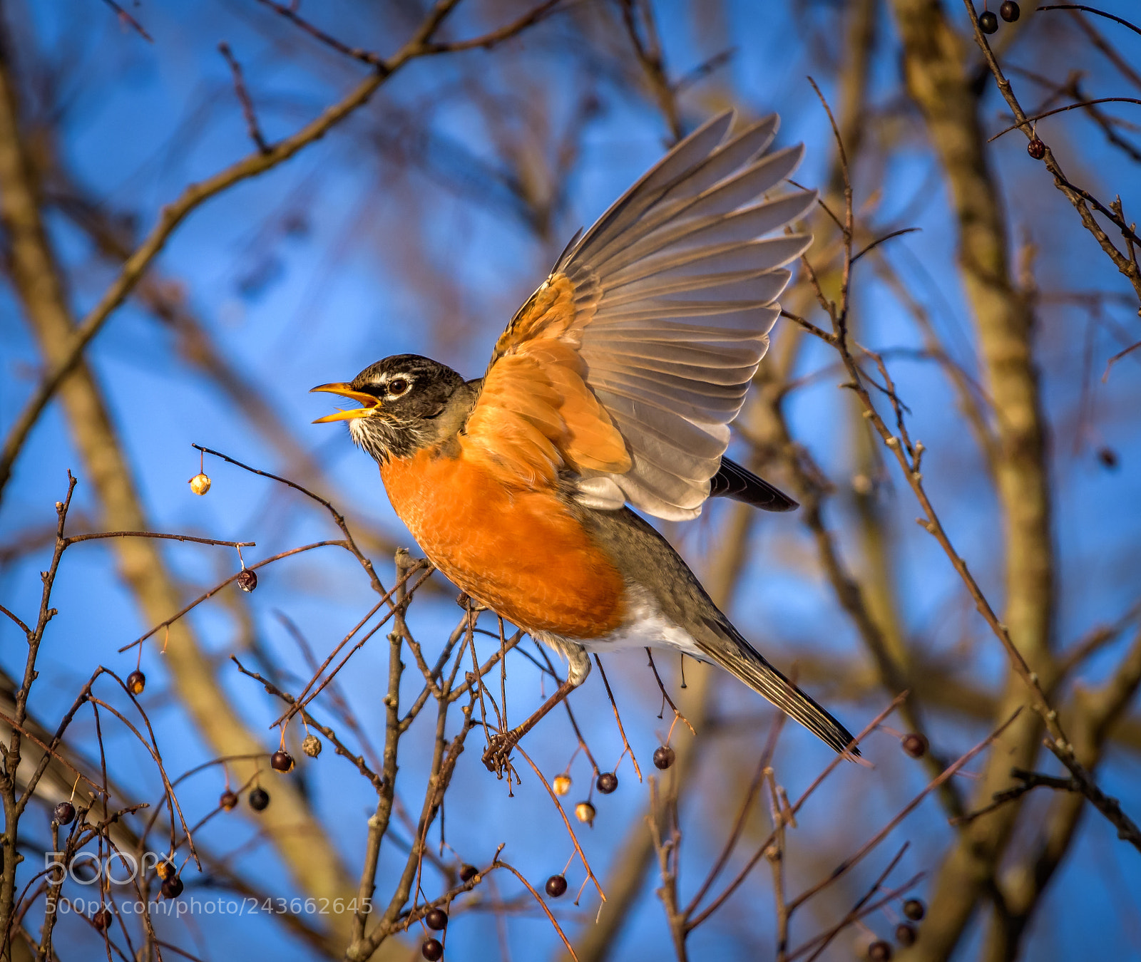 Nikon D500 sample photo. American robin photography