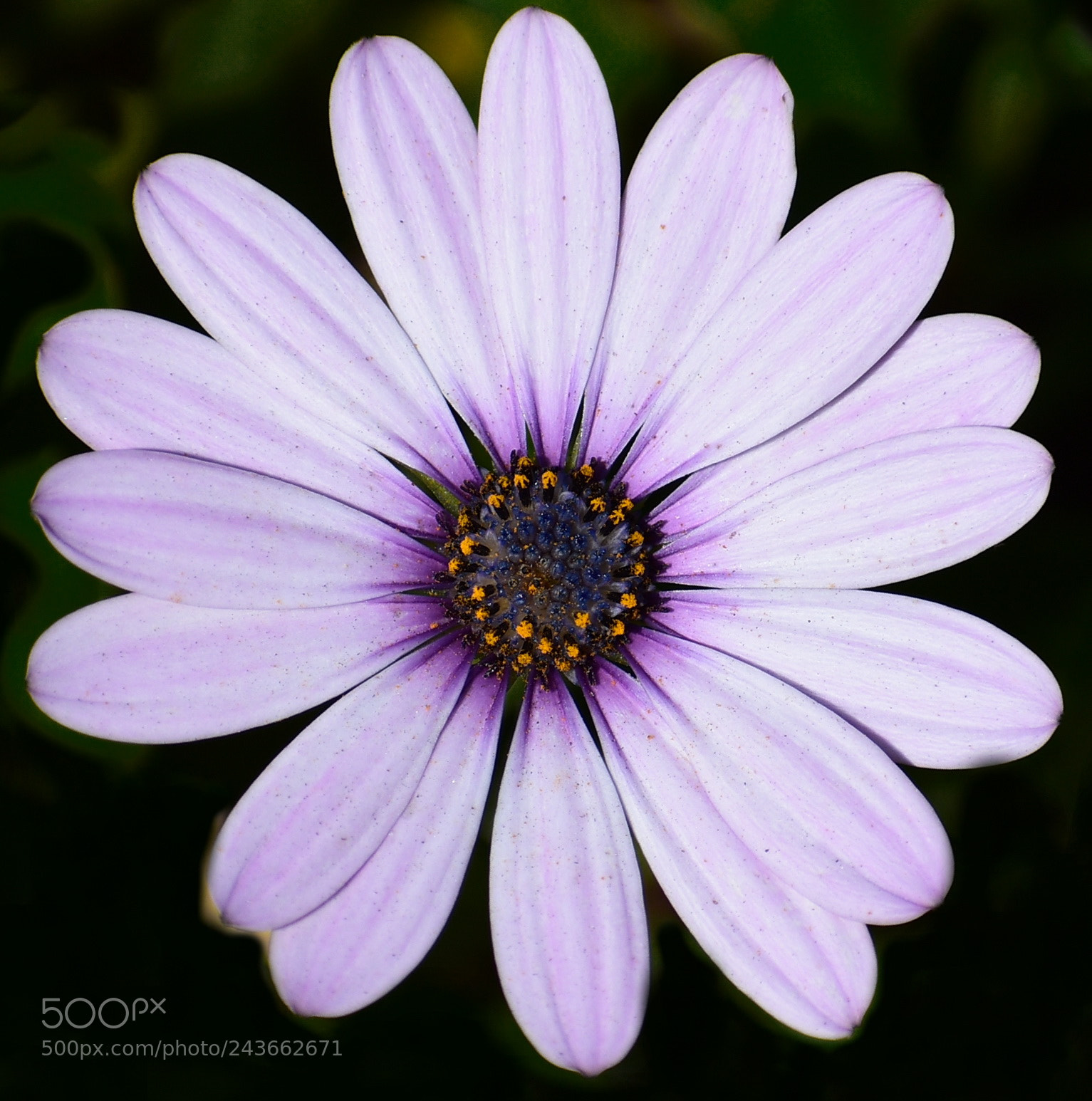 Nikon D7200 sample photo. White daisy flower photography