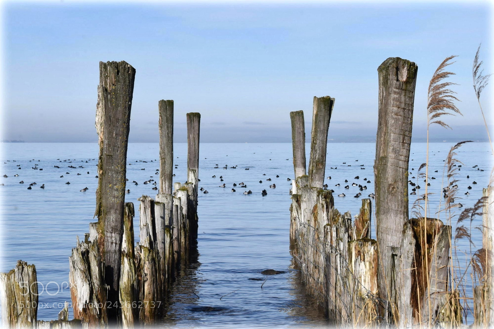 Nikon D810 sample photo. "lake konstanz;rohrschach" photography