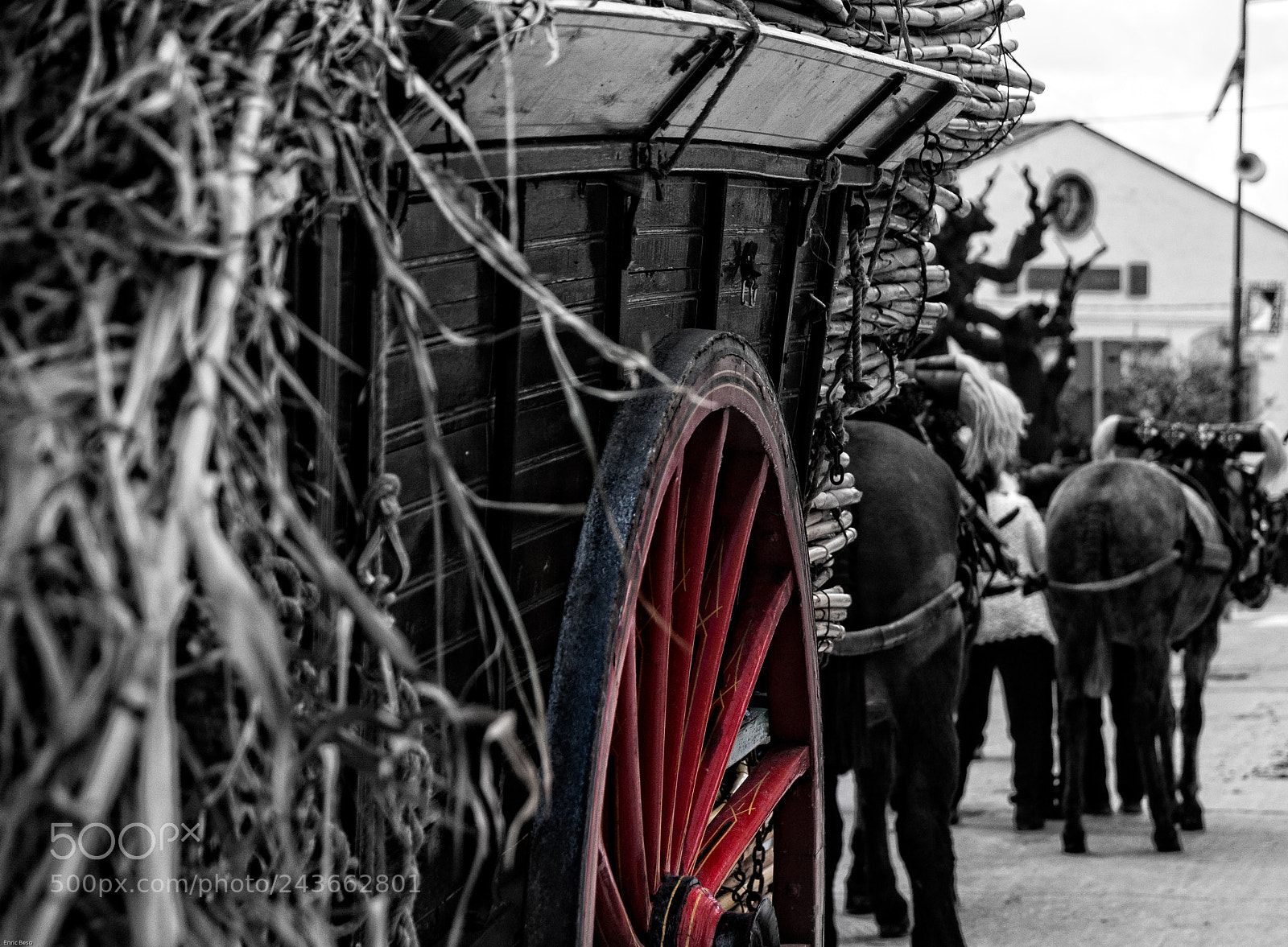 Nikon D5000 sample photo. Horse carriage photography