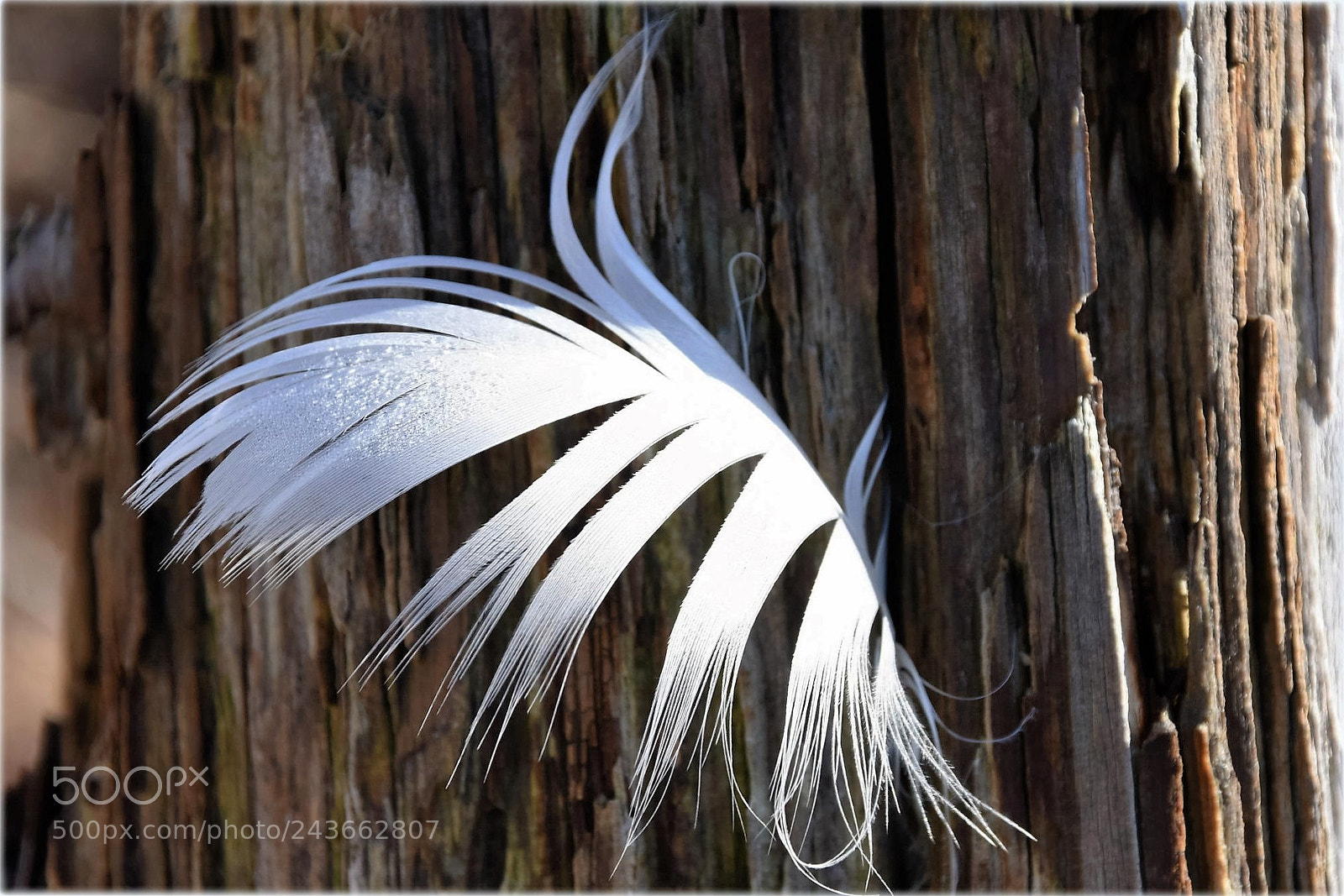 Nikon D810 sample photo. "faether" photography