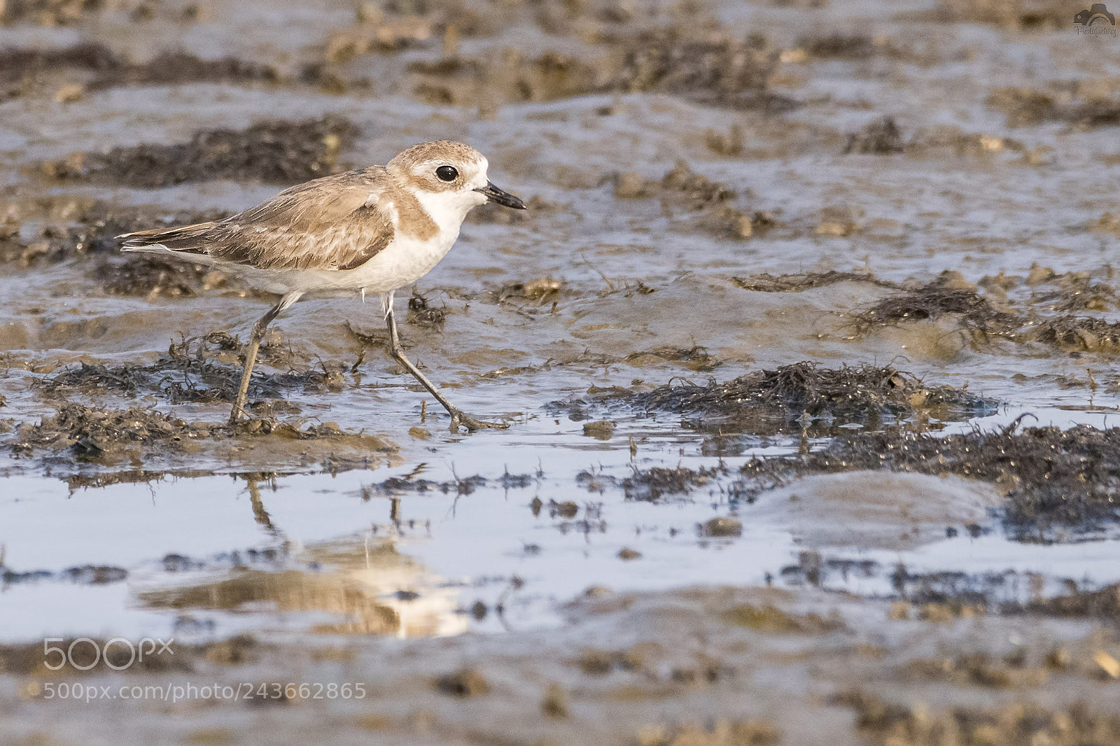 Nikon D810 sample photo. Lesser sand plover photography