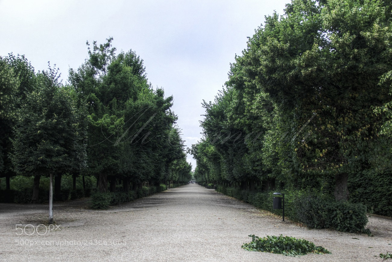 Canon EOS 60D sample photo. Green road photography