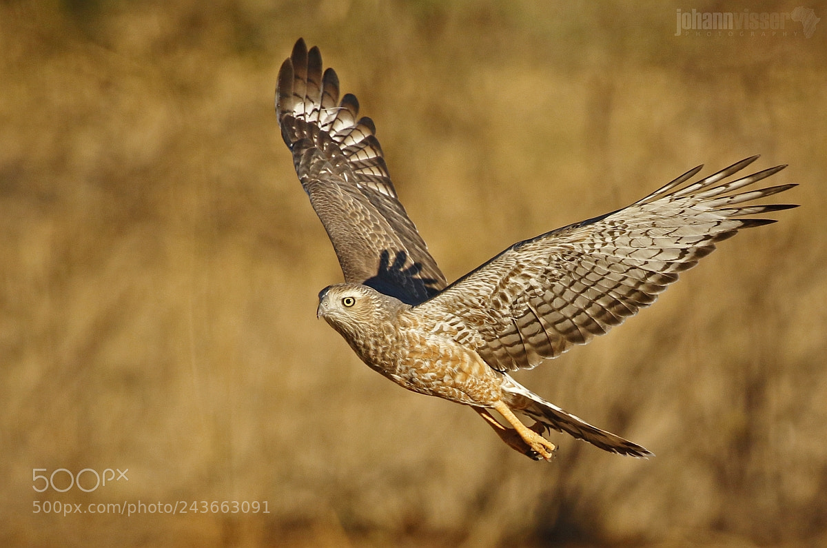 Canon EOS 7D Mark II sample photo. Winged goshawk photography