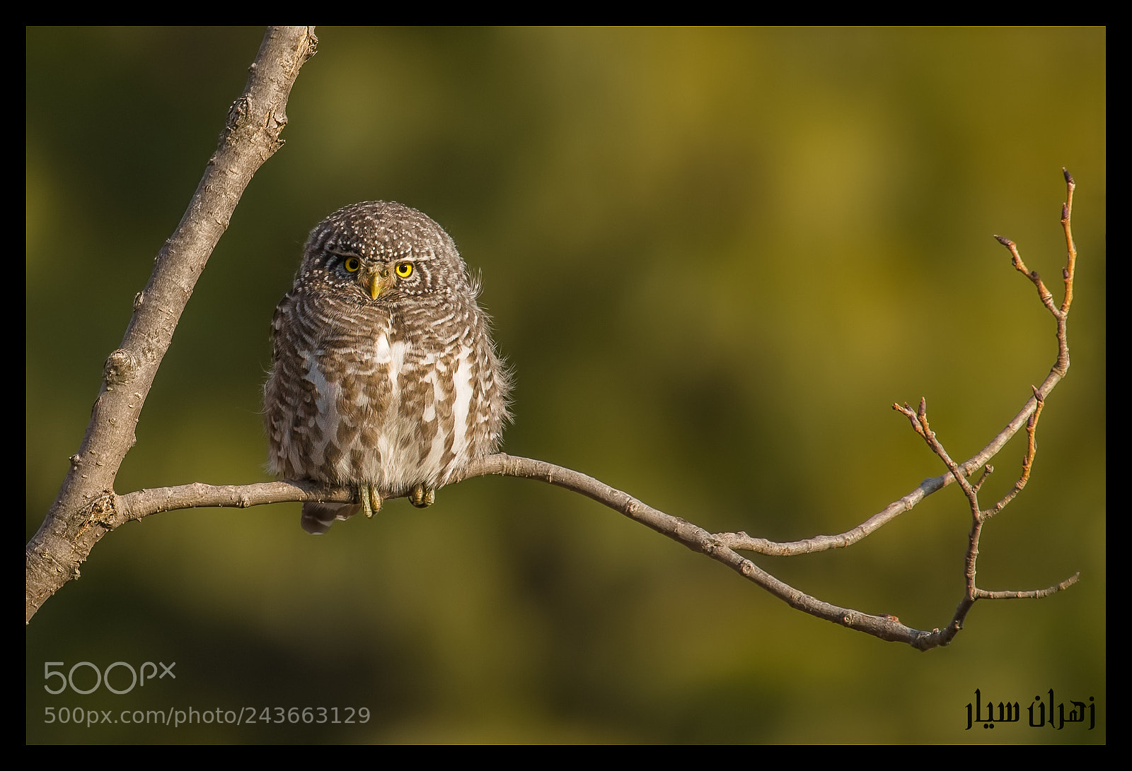 Nikon D500 sample photo. Smallest owl of asia photography