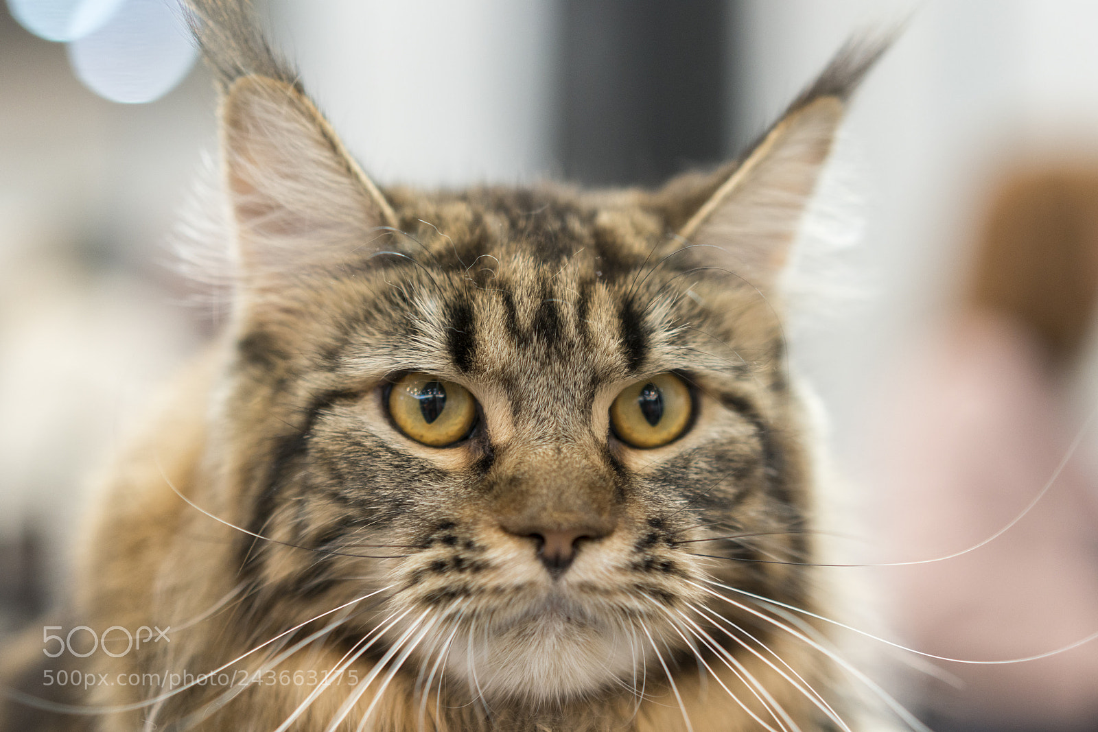 Sony a7R II sample photo. Portrait of brown-eyed cat photography