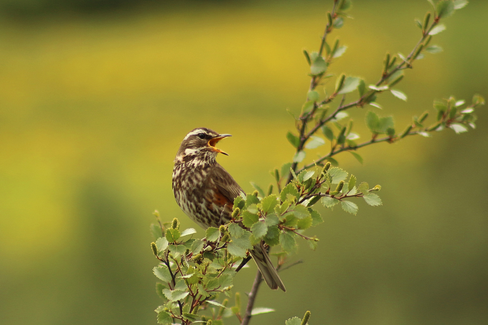 Canon EF 75-300mm f/4-5.6 USM sample photo. Redwing photography