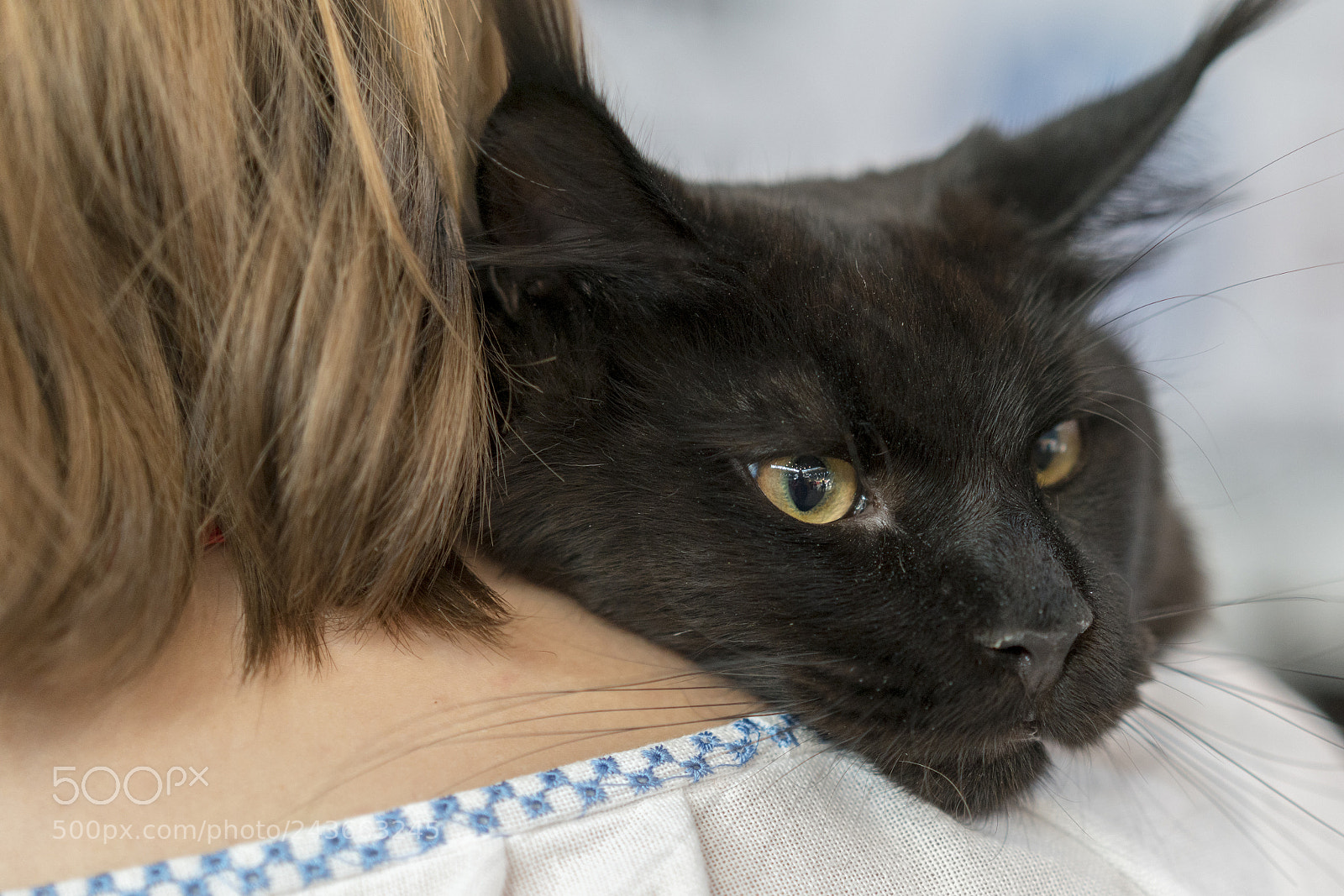 Sony a7R II sample photo. Black cat on the photography
