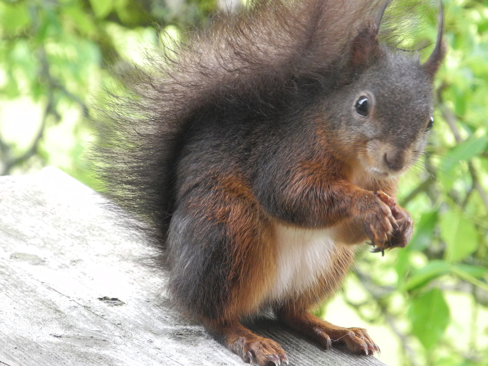 Nikon Coolpix P7100 sample photo. Squirrel photography