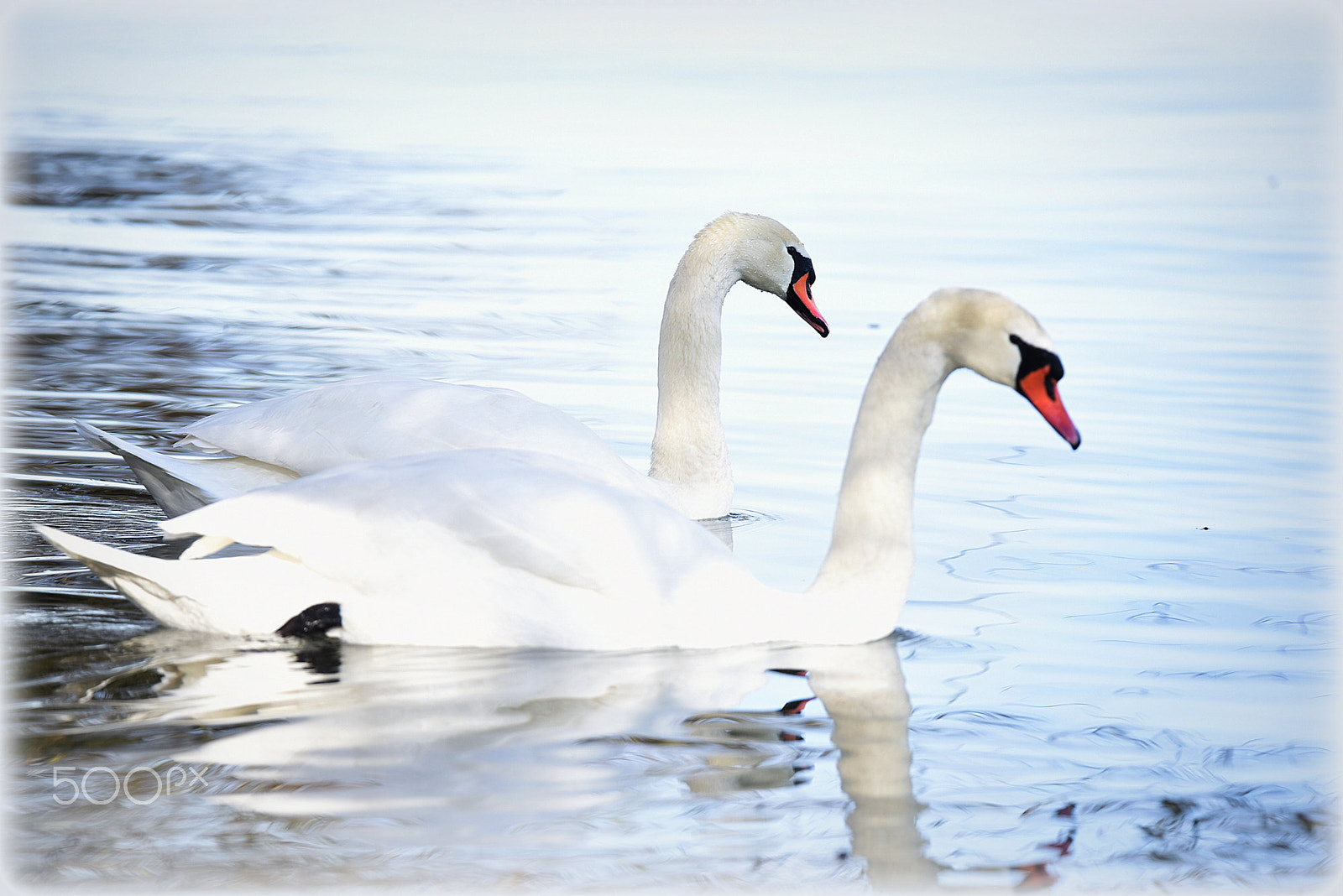 Nikon D810 sample photo. "light swans" photography