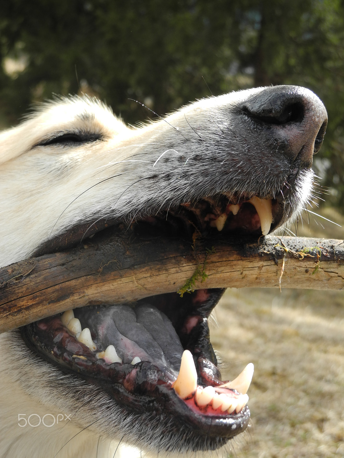 Nikon Coolpix P7100 sample photo. Dog biting stick photography