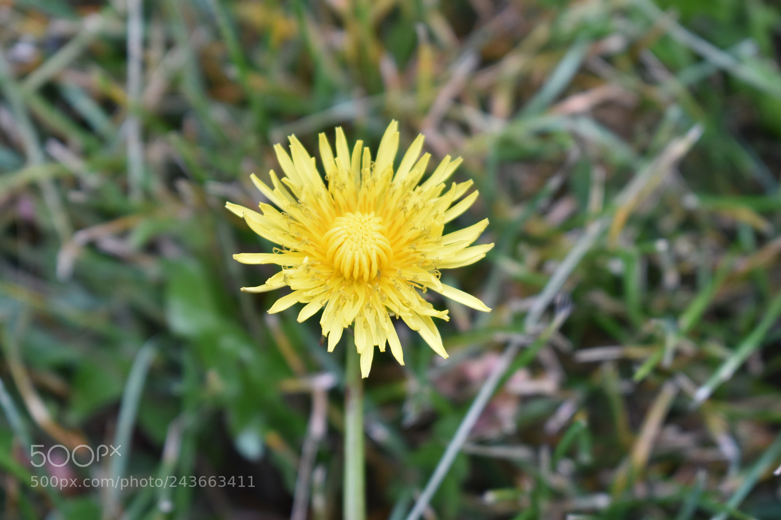 Nikon D3400 sample photo. Dandelion 2 photography