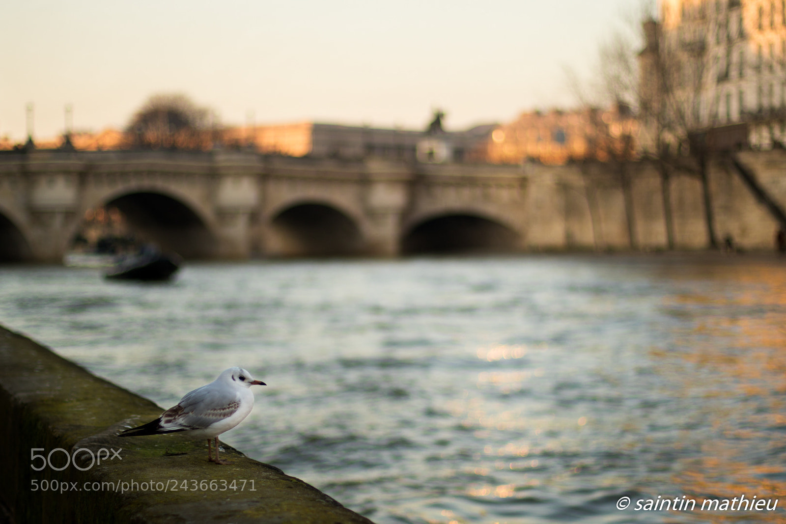 Canon EOS 7D Mark II sample photo. Bird & seine photography