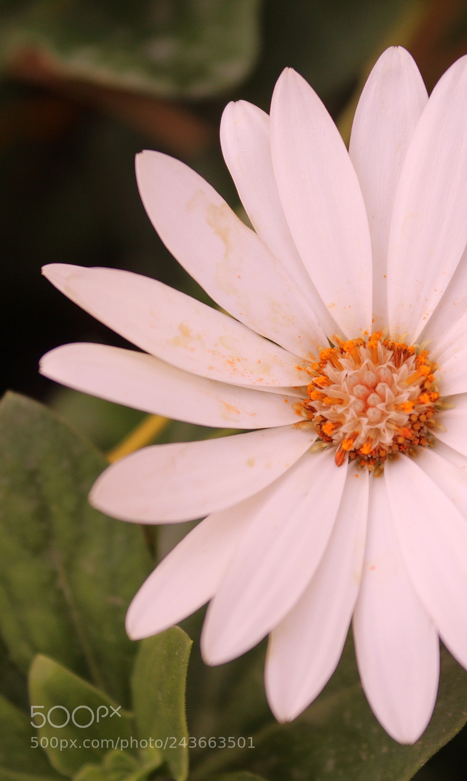Canon EOS 650D (EOS Rebel T4i / EOS Kiss X6i) sample photo. Untitled photography