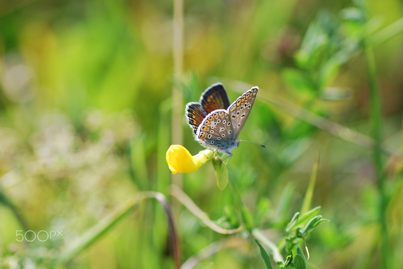 Nikon D40X sample photo. Butterfly photography