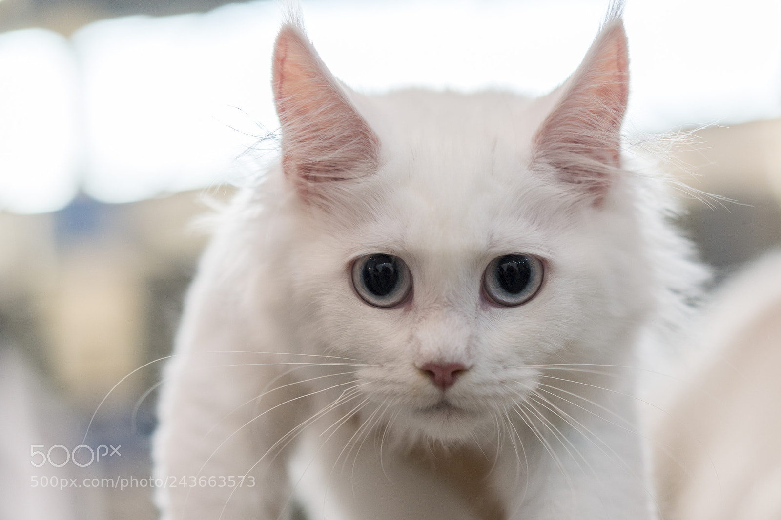 Sony a7R II sample photo. Muzzle of a white photography