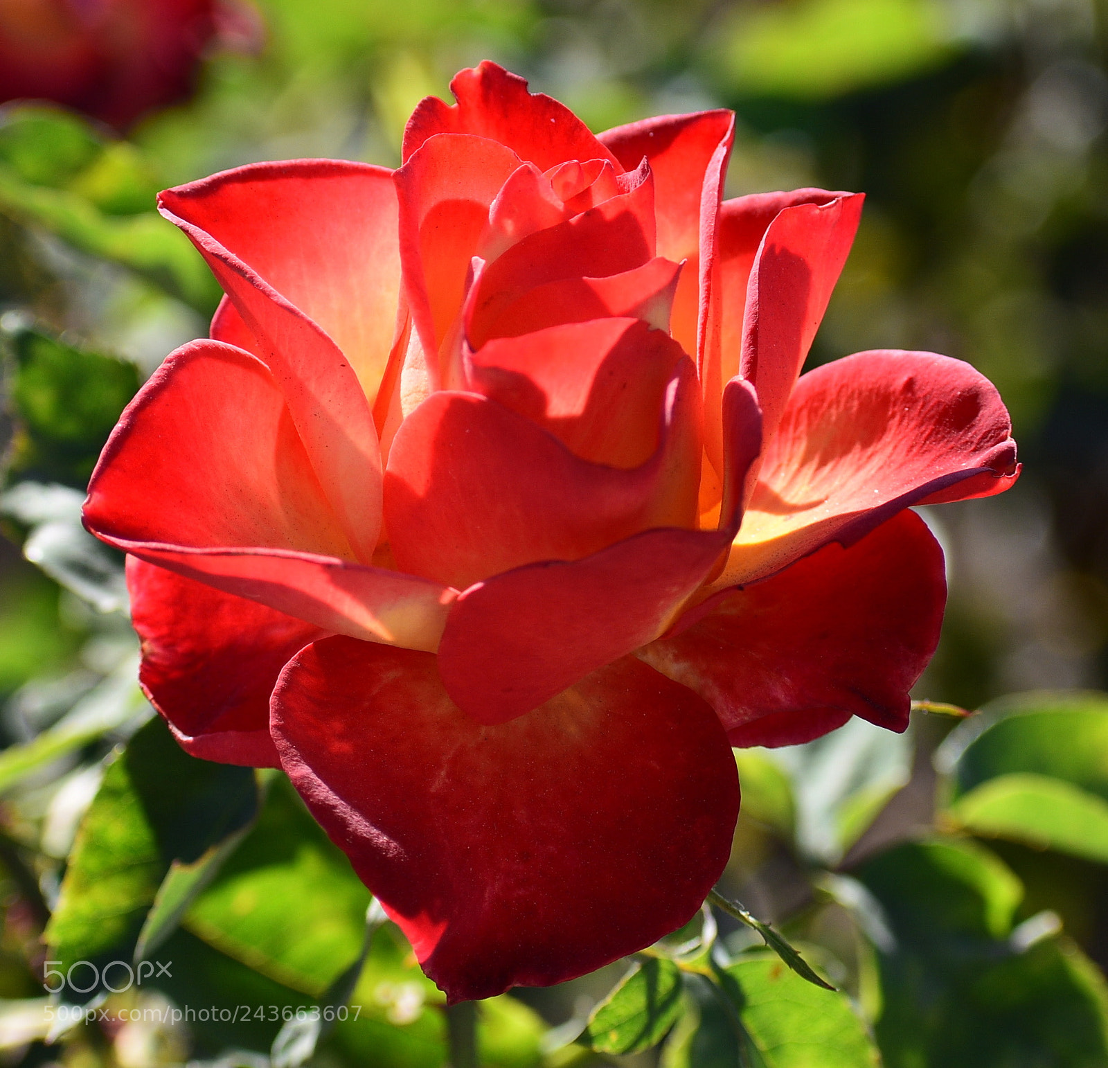 Nikon D7200 sample photo. Red carnation flower photography
