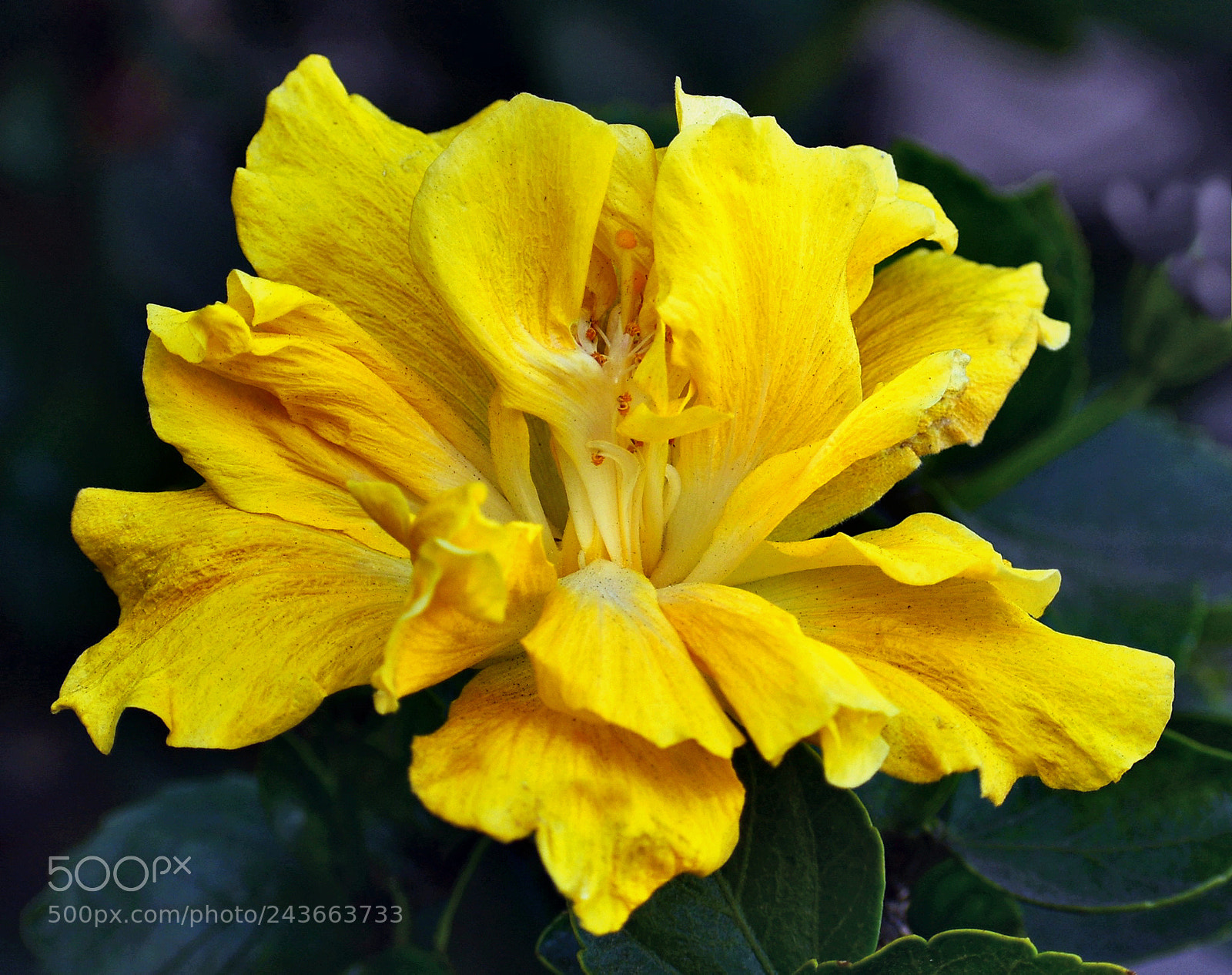 Nikon D7200 sample photo. Yellow flower in the photography
